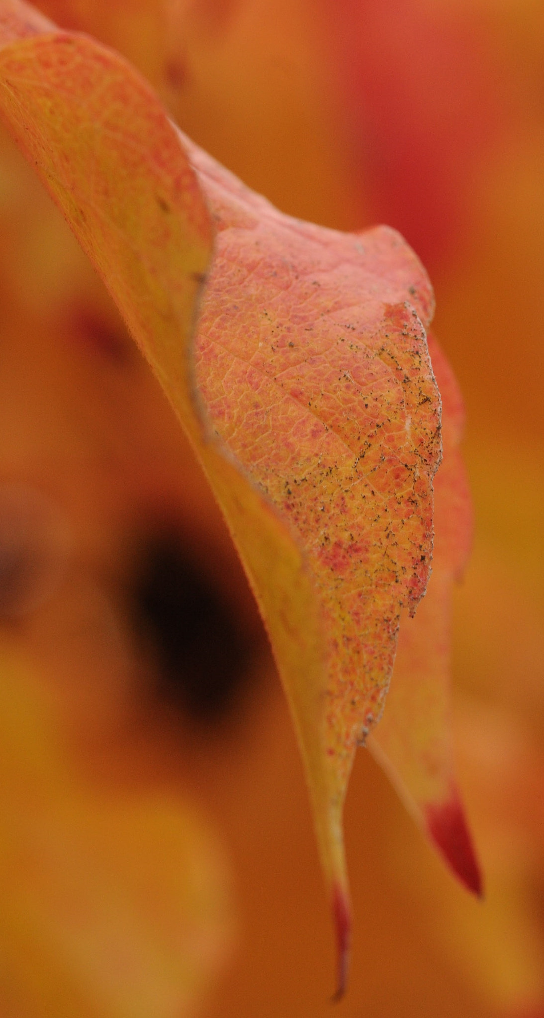 Nikon D300 sample photo. Im herbst photography