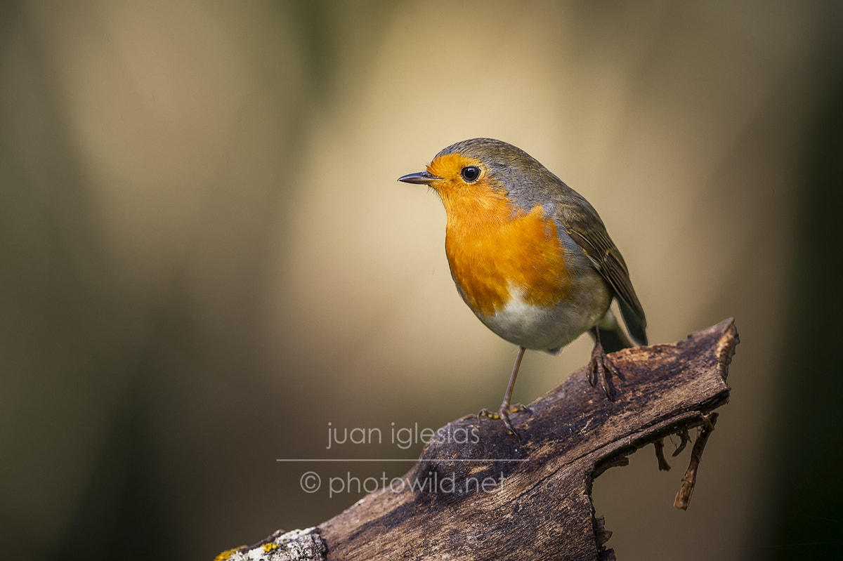 Nikon AF-S Nikkor 300mm F2.8G ED VR II sample photo. Robin (erithacus rubecula) photography