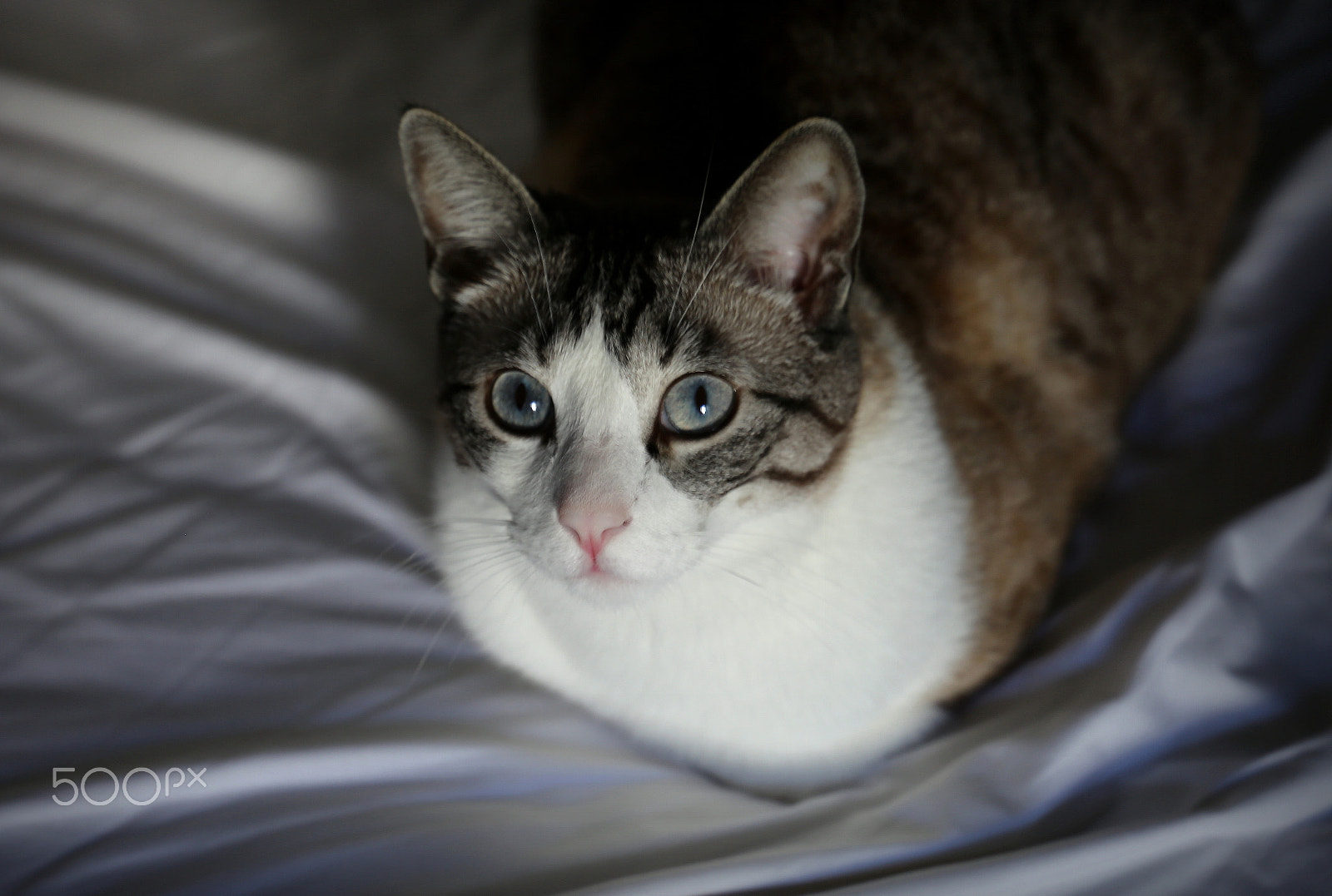 Canon EF 24-105mm F3.5-5.6 IS STM sample photo. Velvet photography