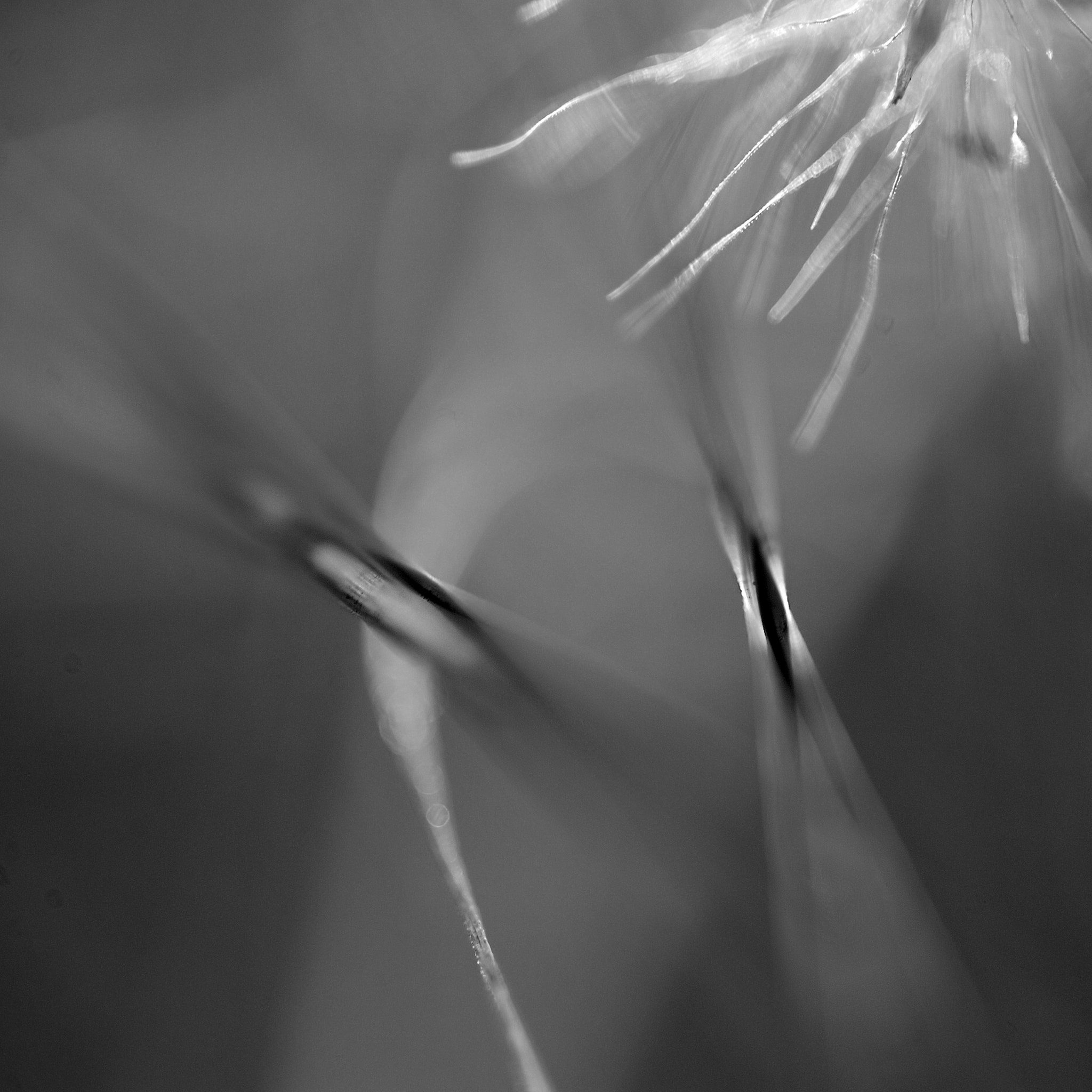 Nikon D3 sample photo. Lijn photography