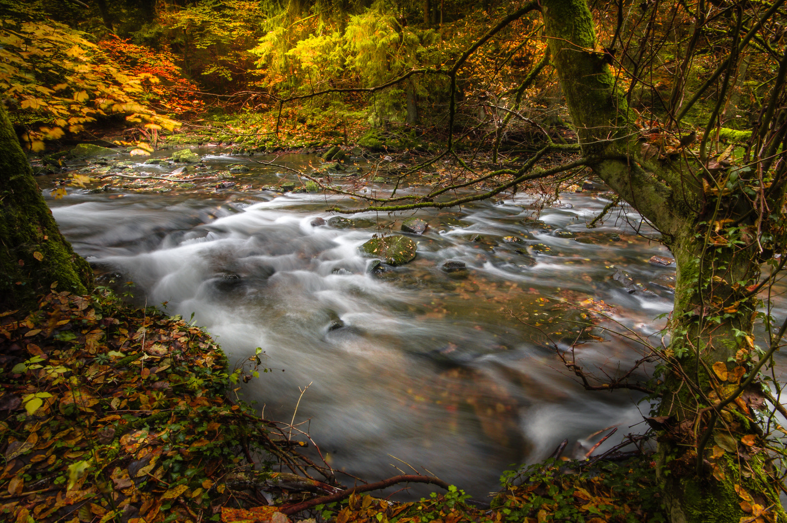 Pentax K20D + Sigma AF 10-20mm F4-5.6 EX DC sample photo. Autumn forest photography