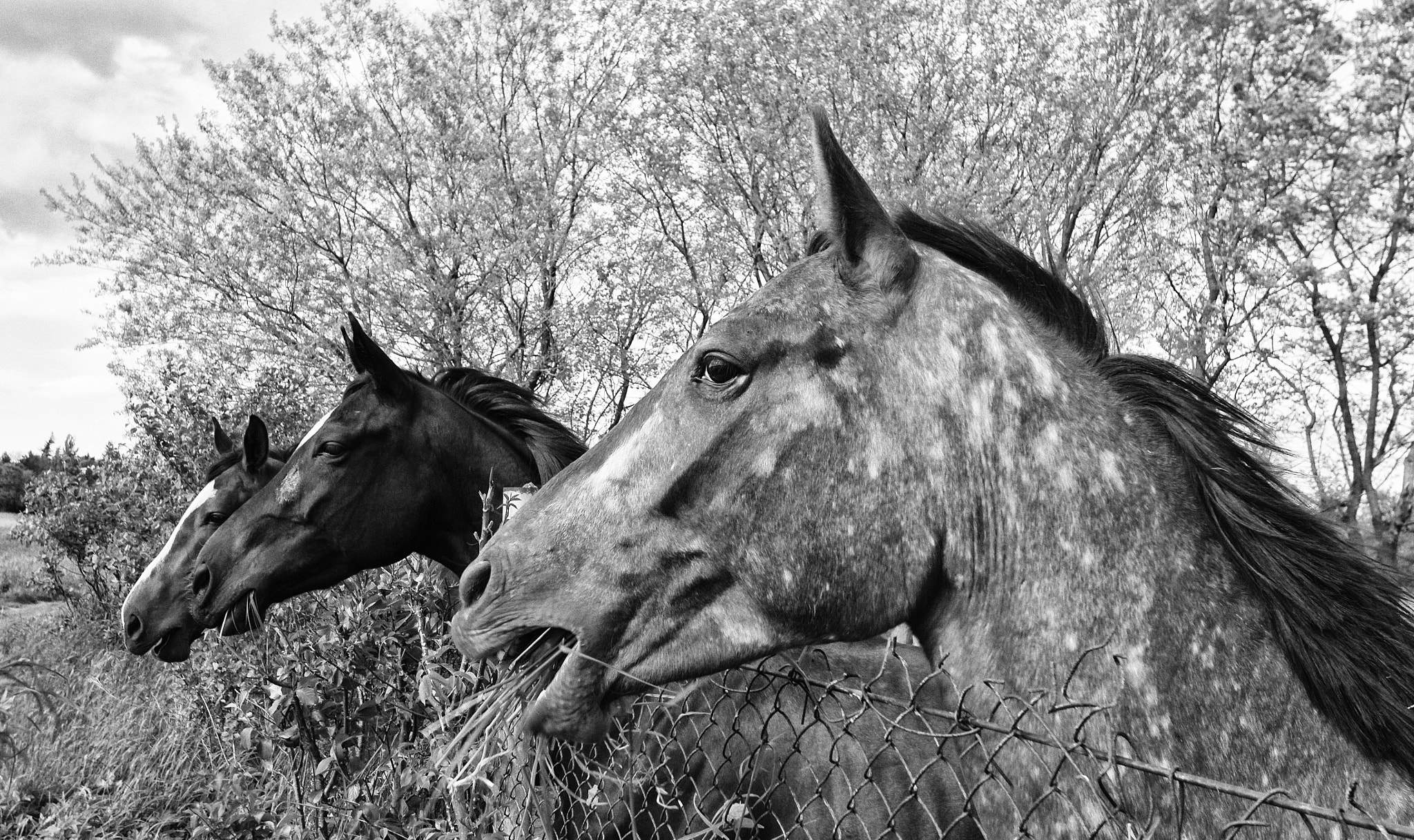 Sigma 10-20mm F3.5 EX DC HSM sample photo. Three horses photography