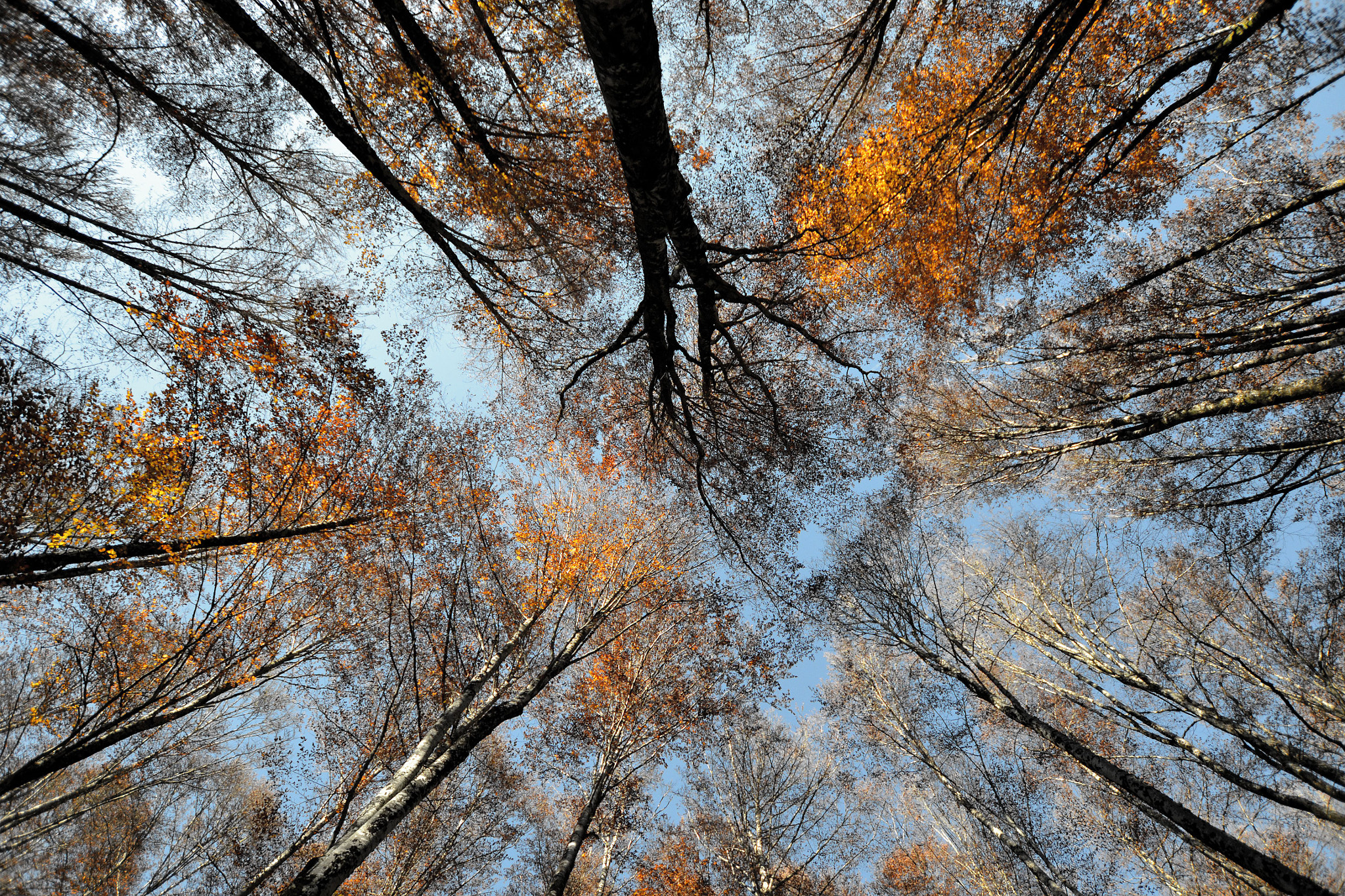 Nikon D3100 + Sigma 10-20mm F3.5 EX DC HSM sample photo. Colori autunnali photography