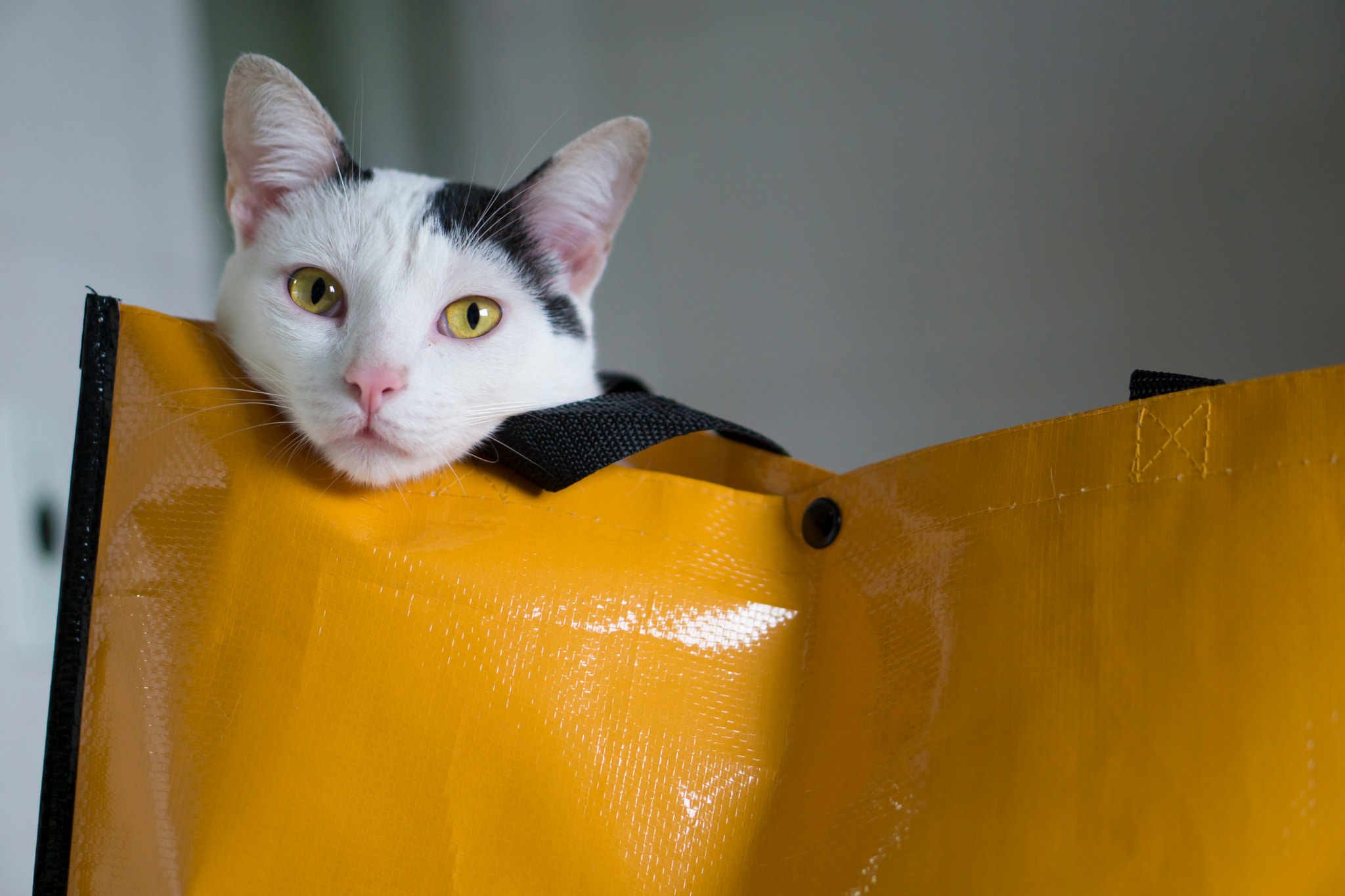 Sony a5100 + E 50mm F1.8 OSS sample photo. Cat in a bag photography