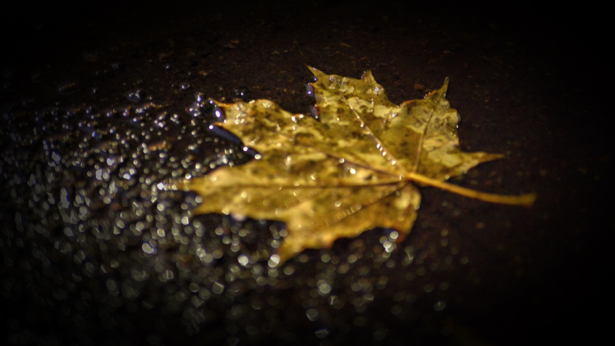 Nikon D600 sample photo. The last leaf... photography