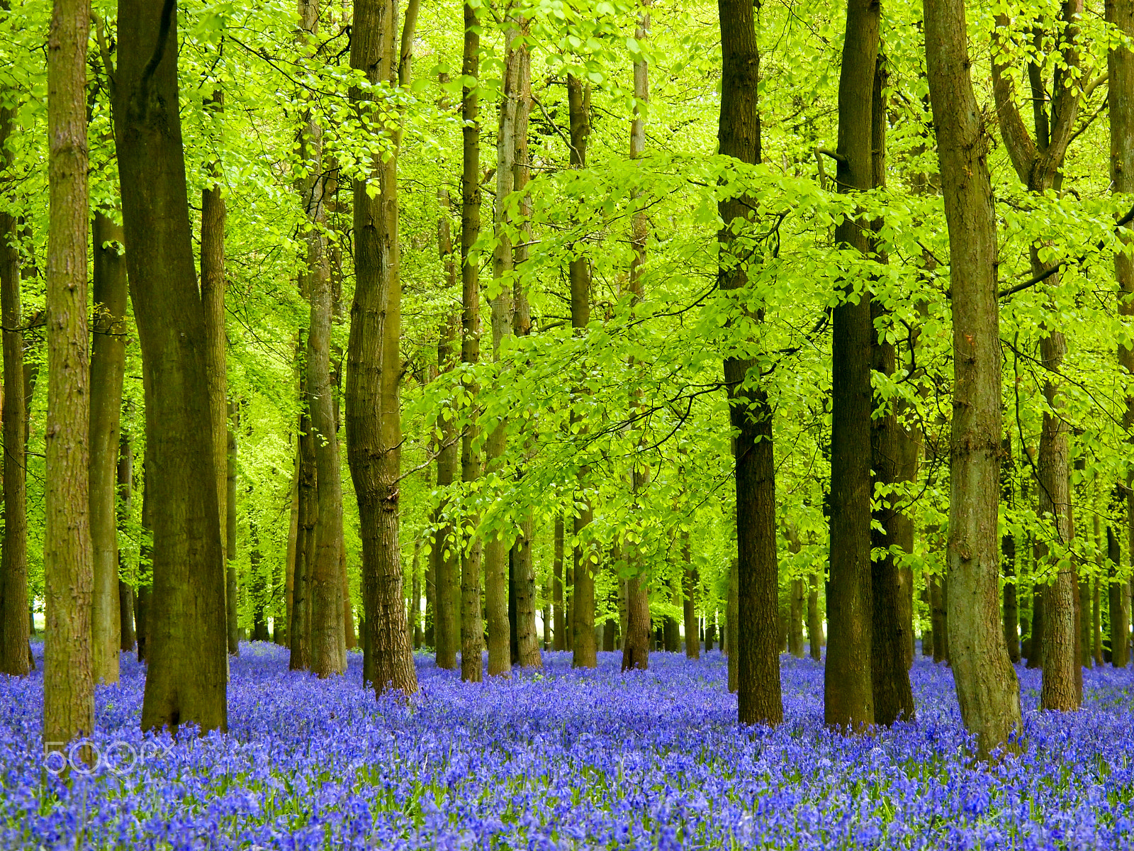 Olympus PEN E-PL1 sample photo. Heavenly bluebell woodland photography