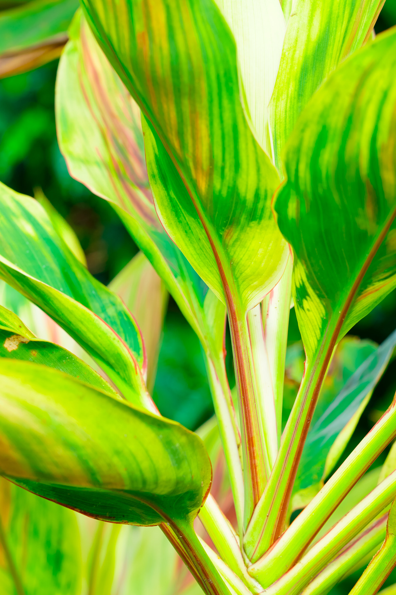 Sony a6000 + Sony FE 90mm F2.8 Macro G OSS sample photo