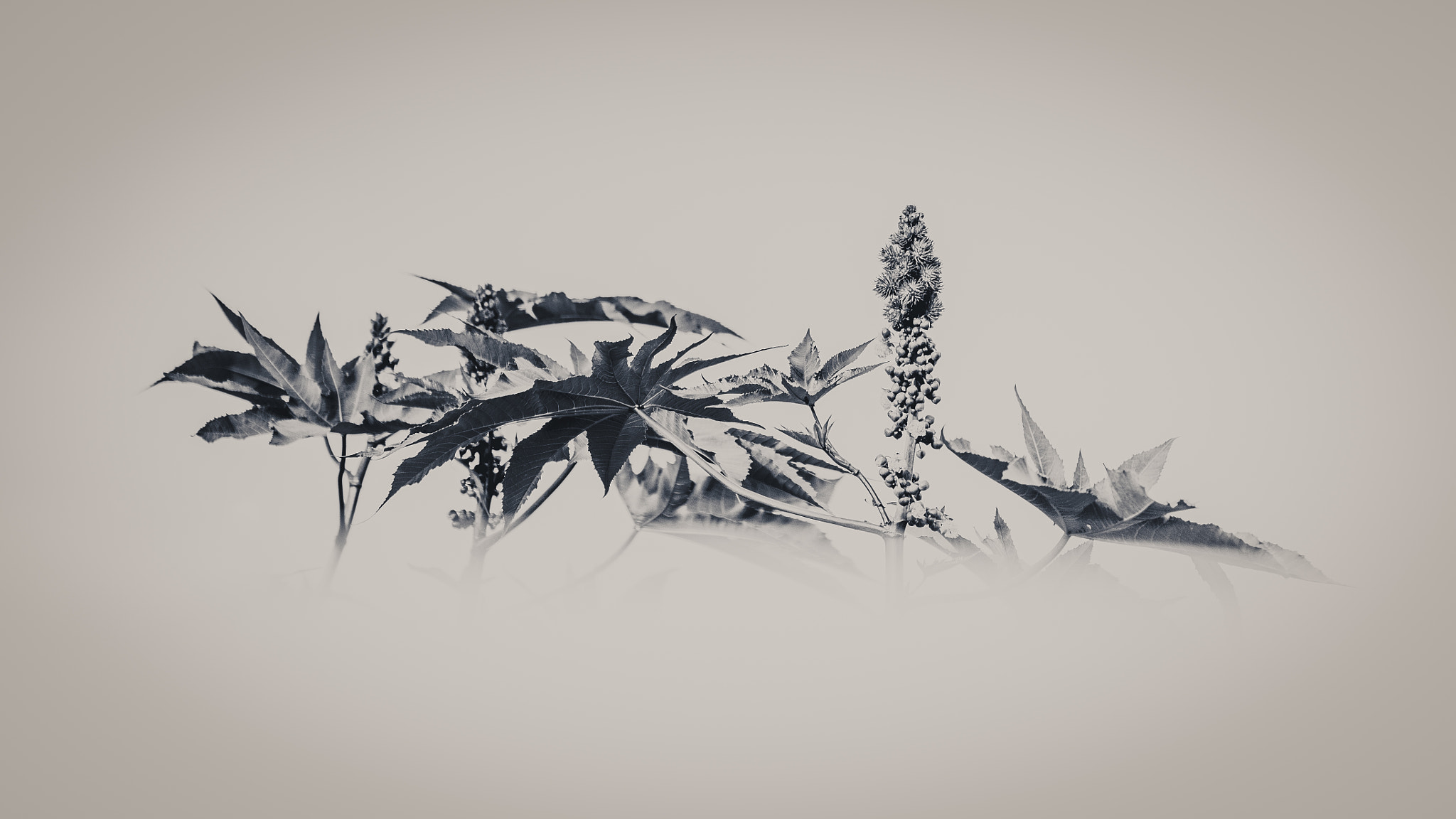 Nikon AF-S Nikkor 70-200mm F4G ED VR sample photo. Gray mood photography
