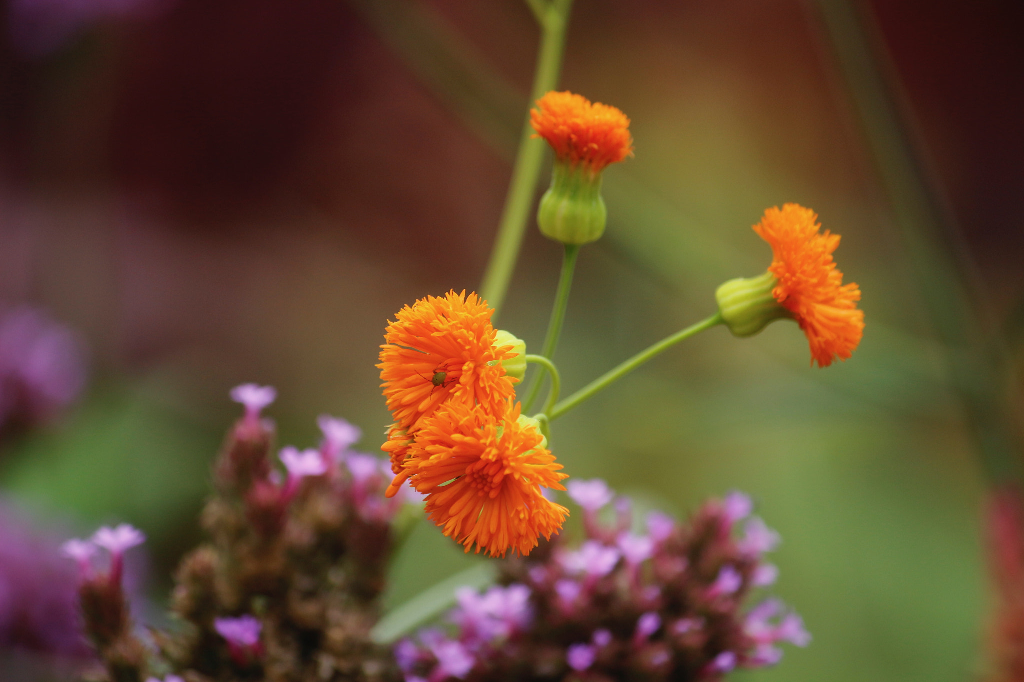 Canon EF-S 55-250mm F4-5.6 IS sample photo. Micro life photography