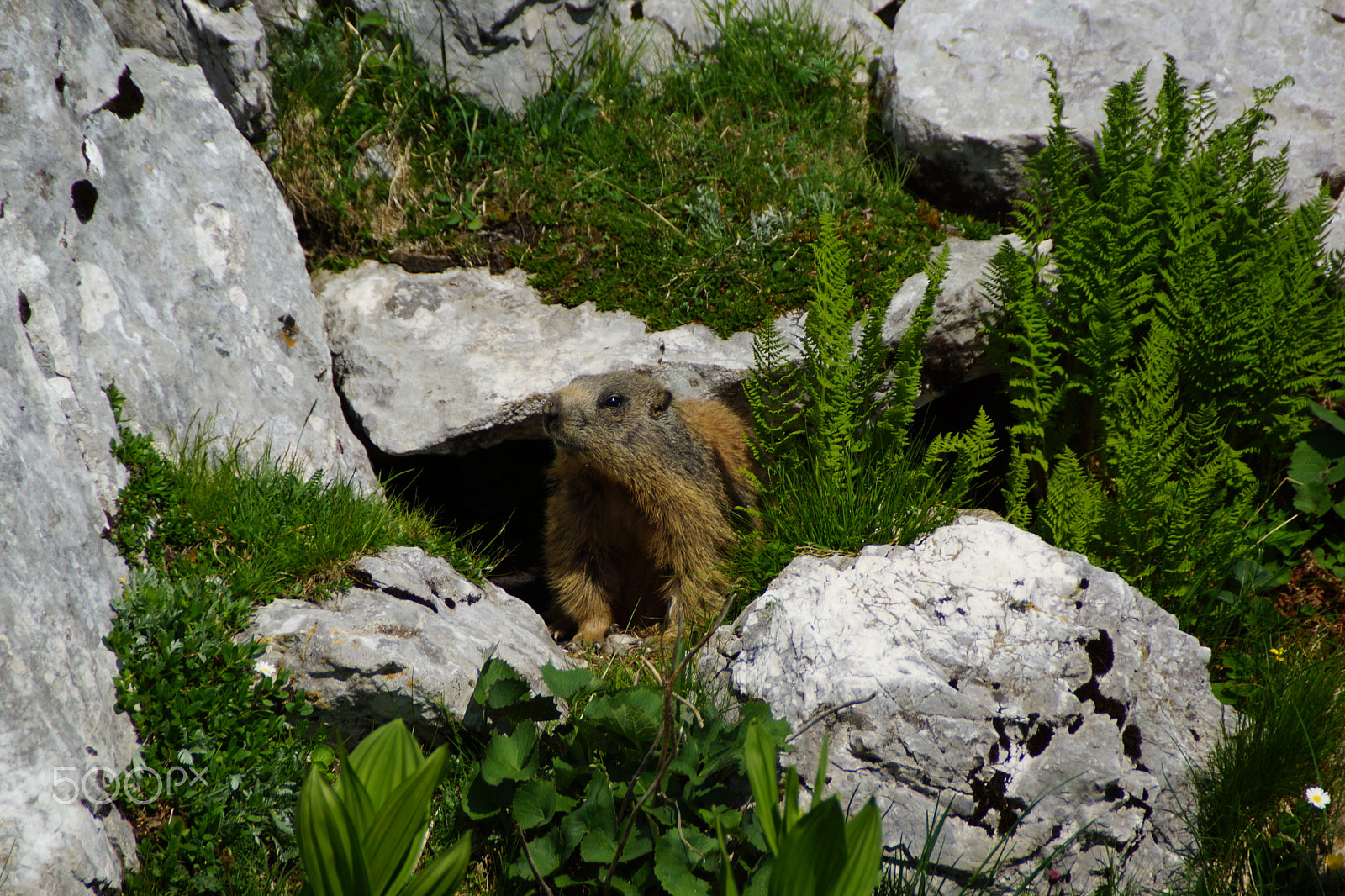 Sony SLT-A65 (SLT-A65V) sample photo. Italy, alpen marmot photography