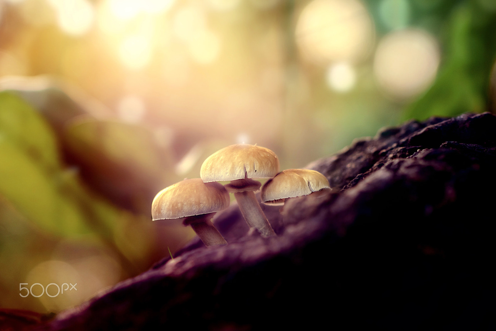 Sony ILCA-77M2 + 90mm F2.8 Macro SSM sample photo. Mushrooms photography