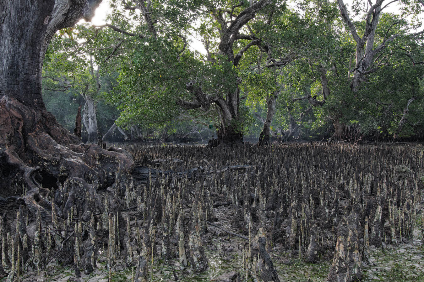 Canon EOS M sample photo. Growing mangrove photography