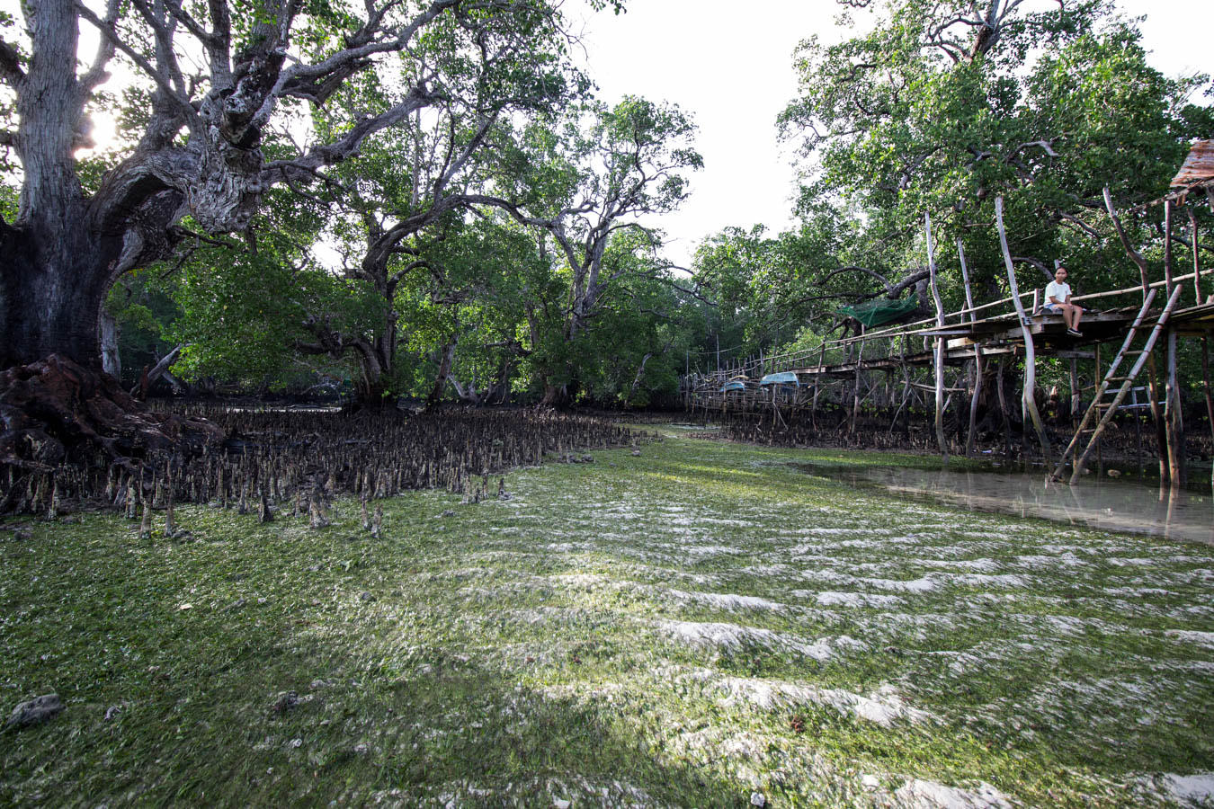 Canon EOS M + Canon EF-S 10-18mm F4.5–5.6 IS STM sample photo. Mangrove photography