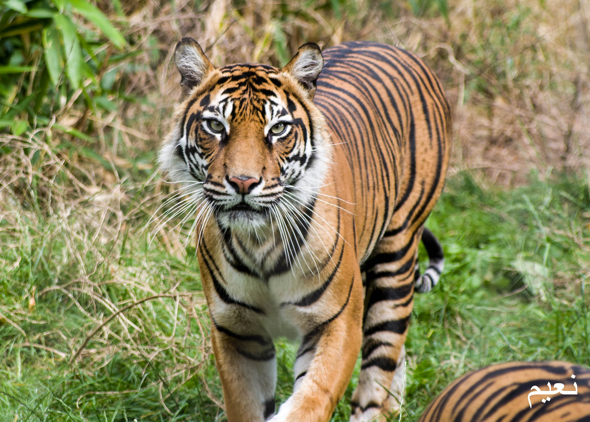 Pentax smc DA* 60-250mm F4.0 ED (IF) SDM sample photo. Eye of the tiger photography