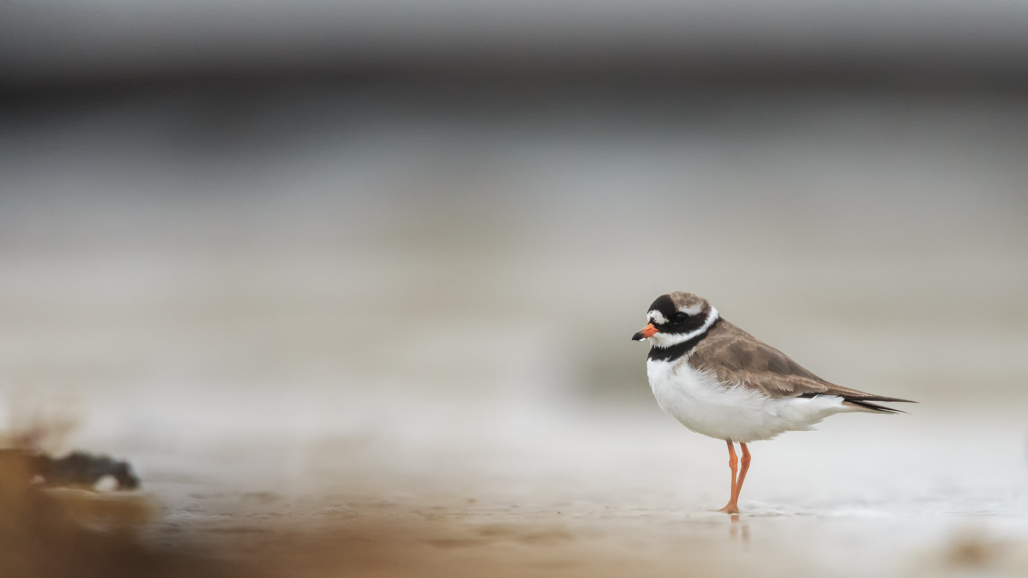 Canon EF 600mm F4L IS USM sample photo. Alone at the beach photography