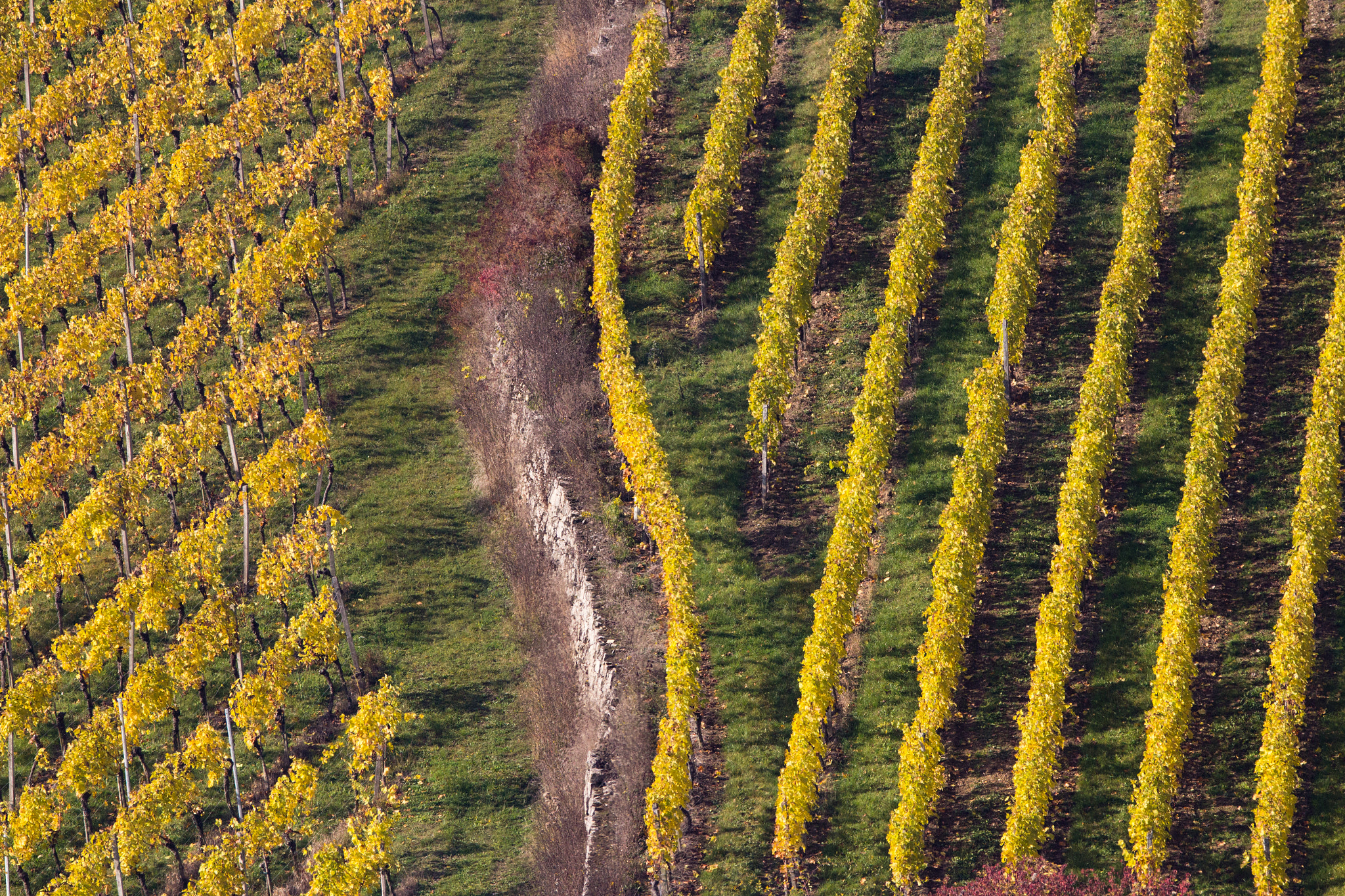 150-600mm F5-6.3 DG OS HSM | Contemporary 015 sample photo. Autumn photography
