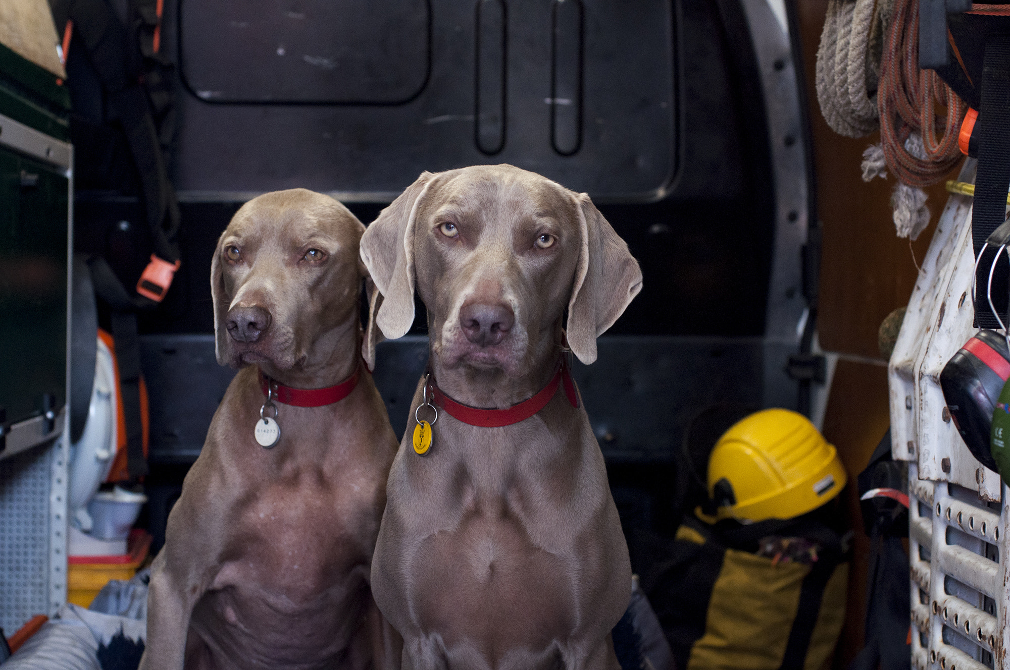 Nikon D90 + Sigma 50mm F2.8 EX DG Macro sample photo. Friends dogs photography