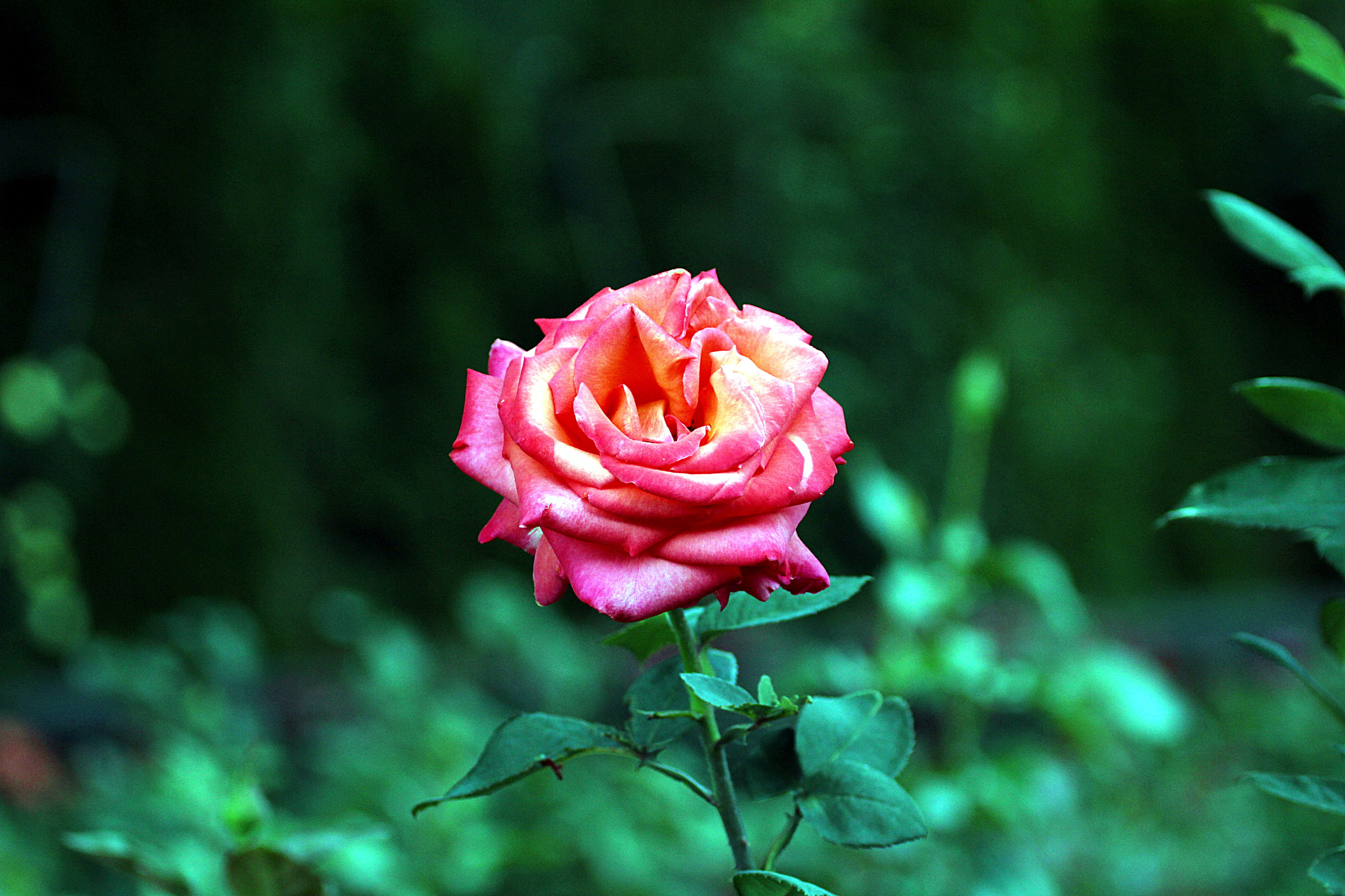 Canon EF 100-400mm F4.5-5.6L IS USM sample photo. Rose photography