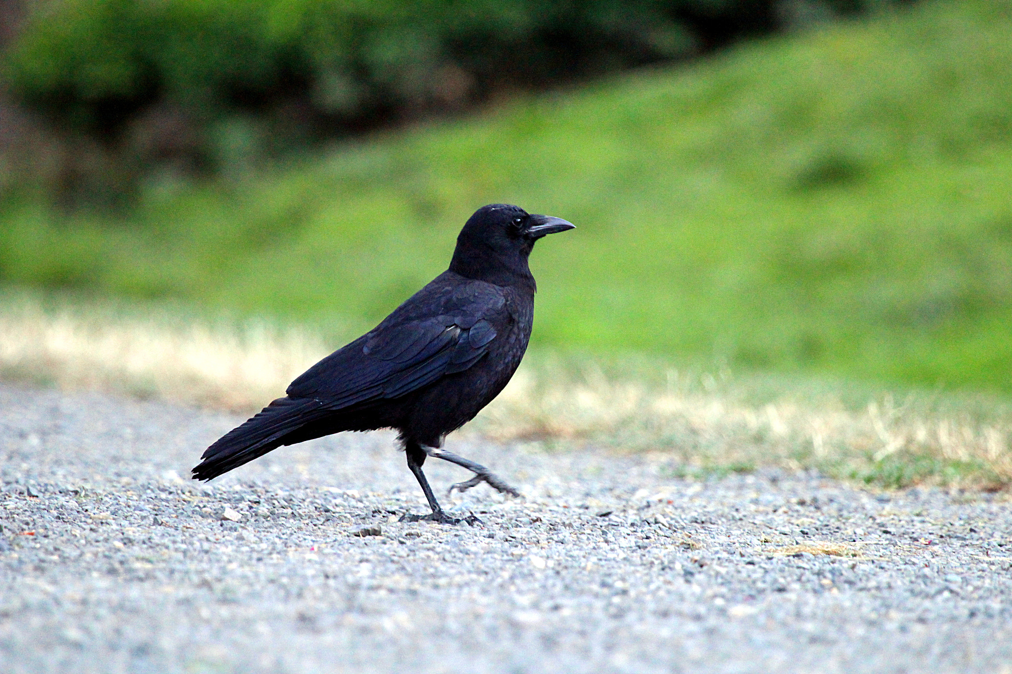 Canon EF 100-400mm F4.5-5.6L IS USM sample photo. Raven photography