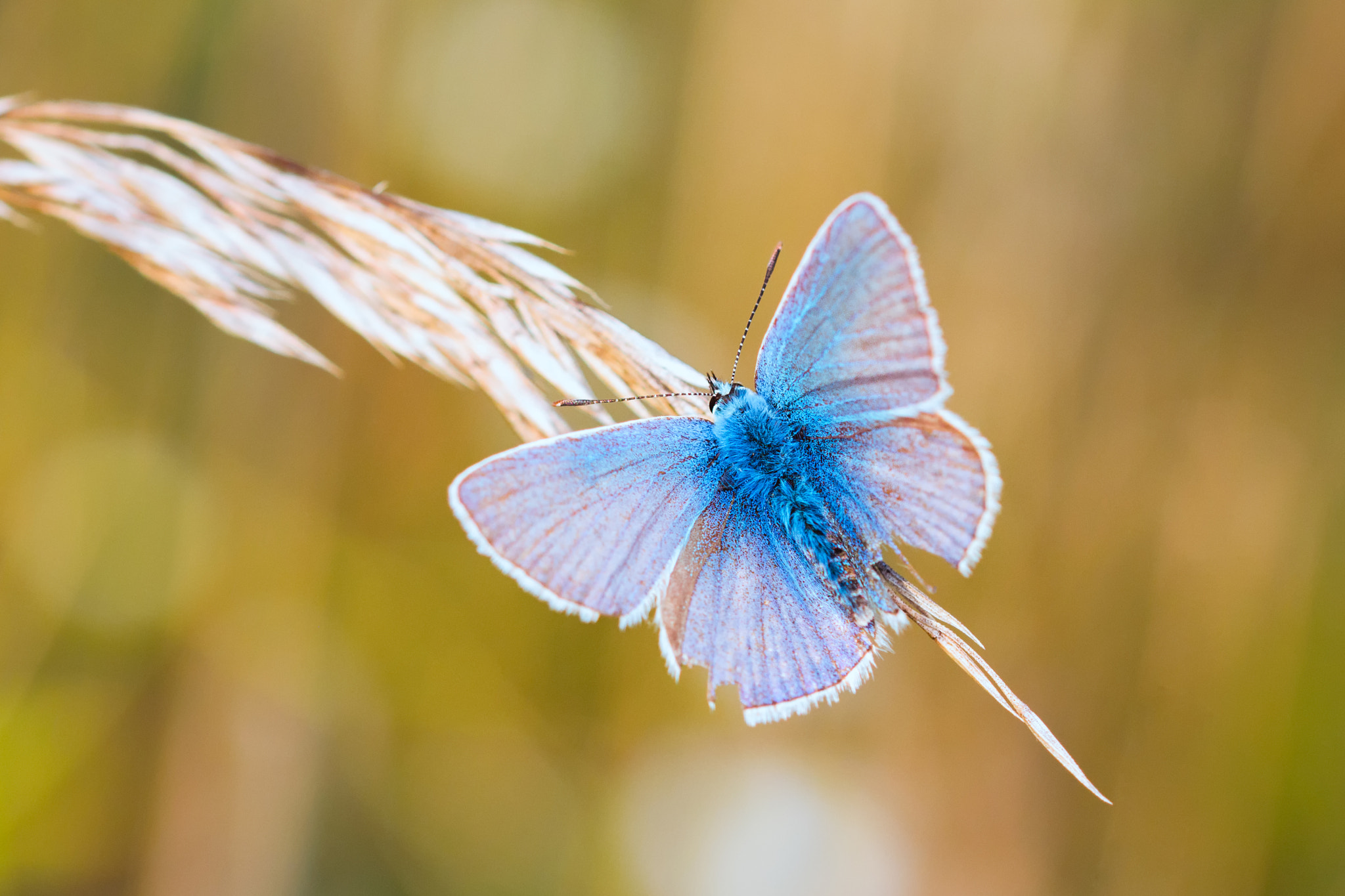 Sigma 105mm F2.8 EX DG OS HSM sample photo. Gentle beauty photography