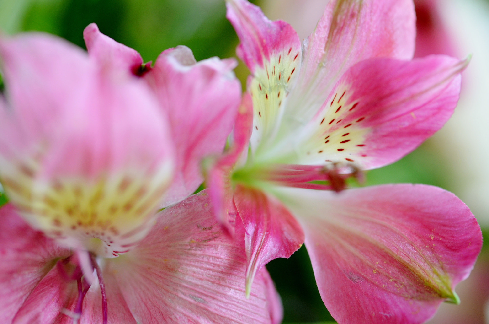 Nikon AF-S Micro-Nikkor 105mm F2.8G IF-ED VR sample photo. Colors photography