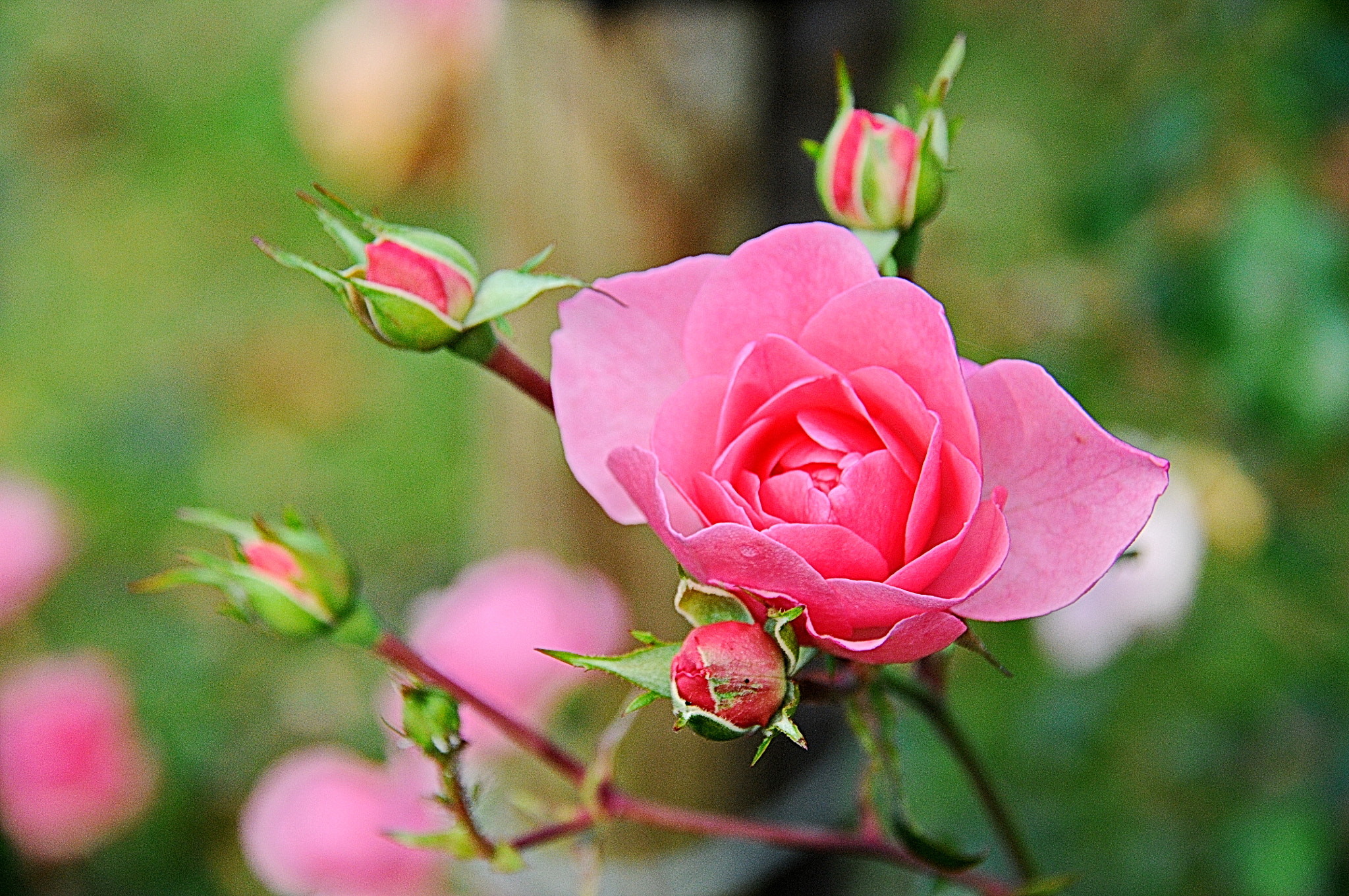 Nikon D300 sample photo. Dsc photography