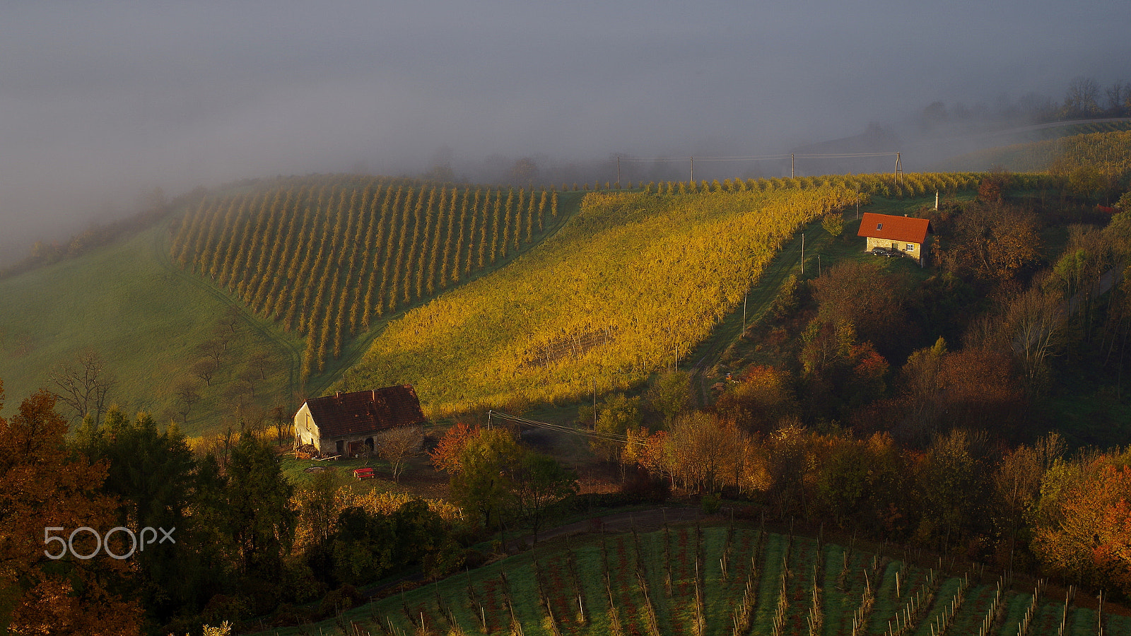 Pentax K-50 + Pentax smc FA 50mm F1.4 sample photo. Vineyard photography