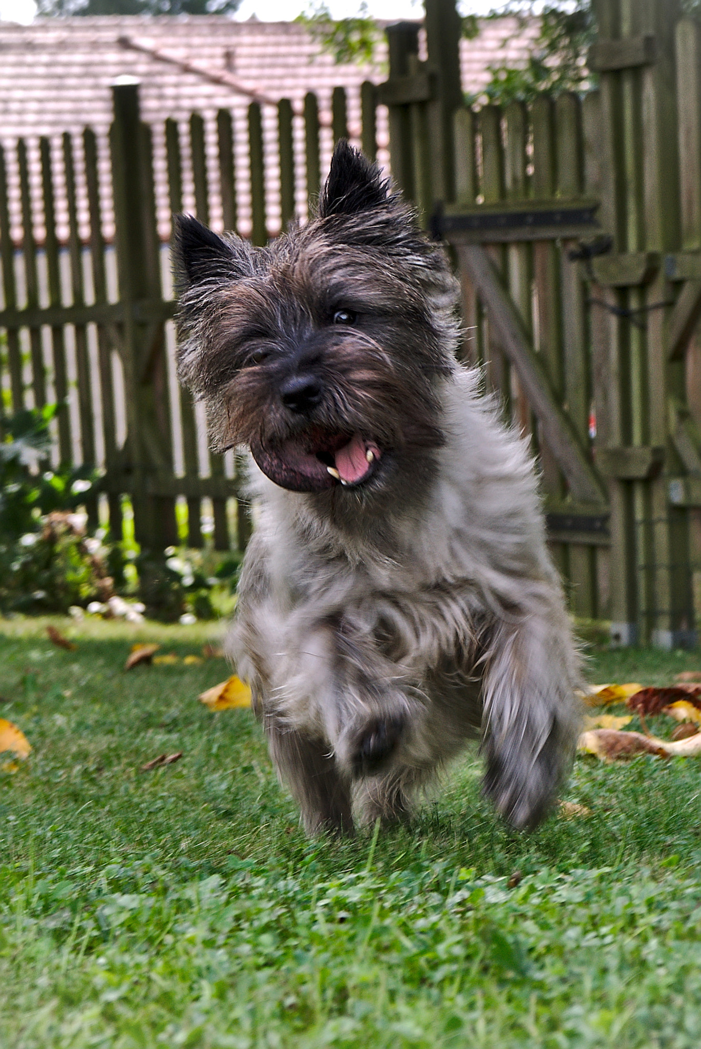 Sony FE 28-70mm F3.5-5.6 OSS sample photo. Who wants to play ? photography