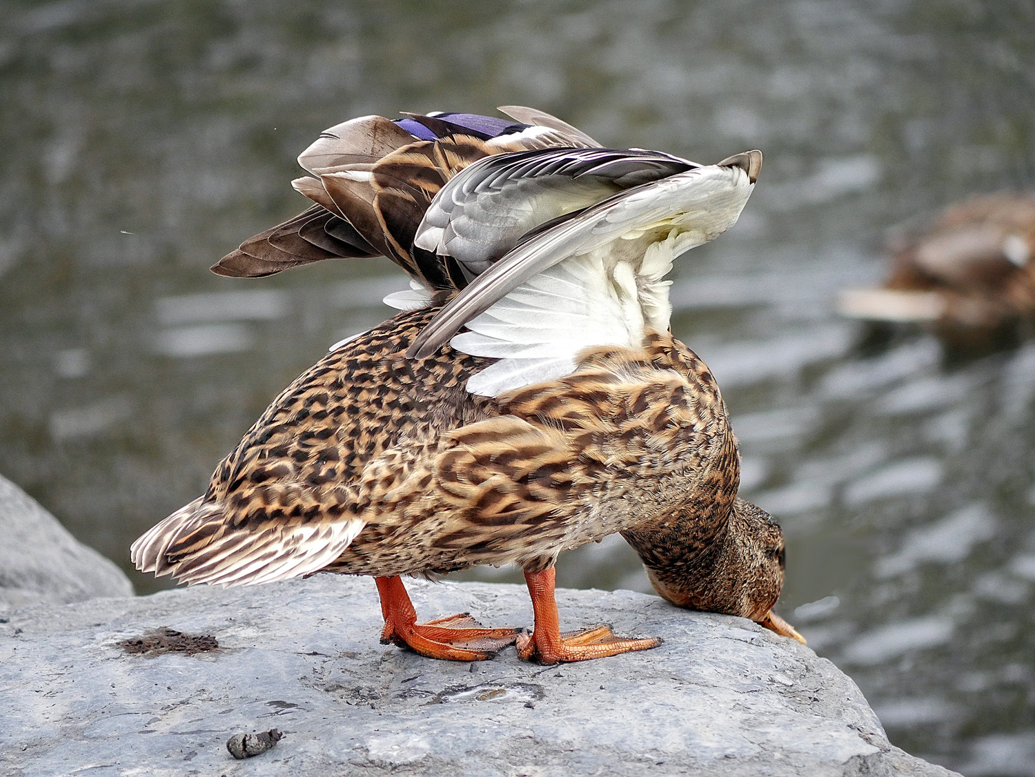 Panasonic Lumix G Vario 45-200mm F4-5.6 OIS sample photo. Should i dare? photography