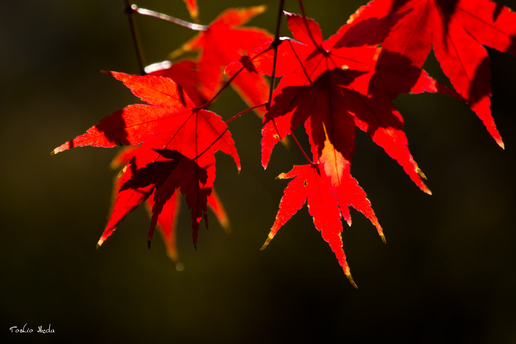 Sony 70-300mm F4.5-5.6 G SSM sample photo. Autumn leaves photography