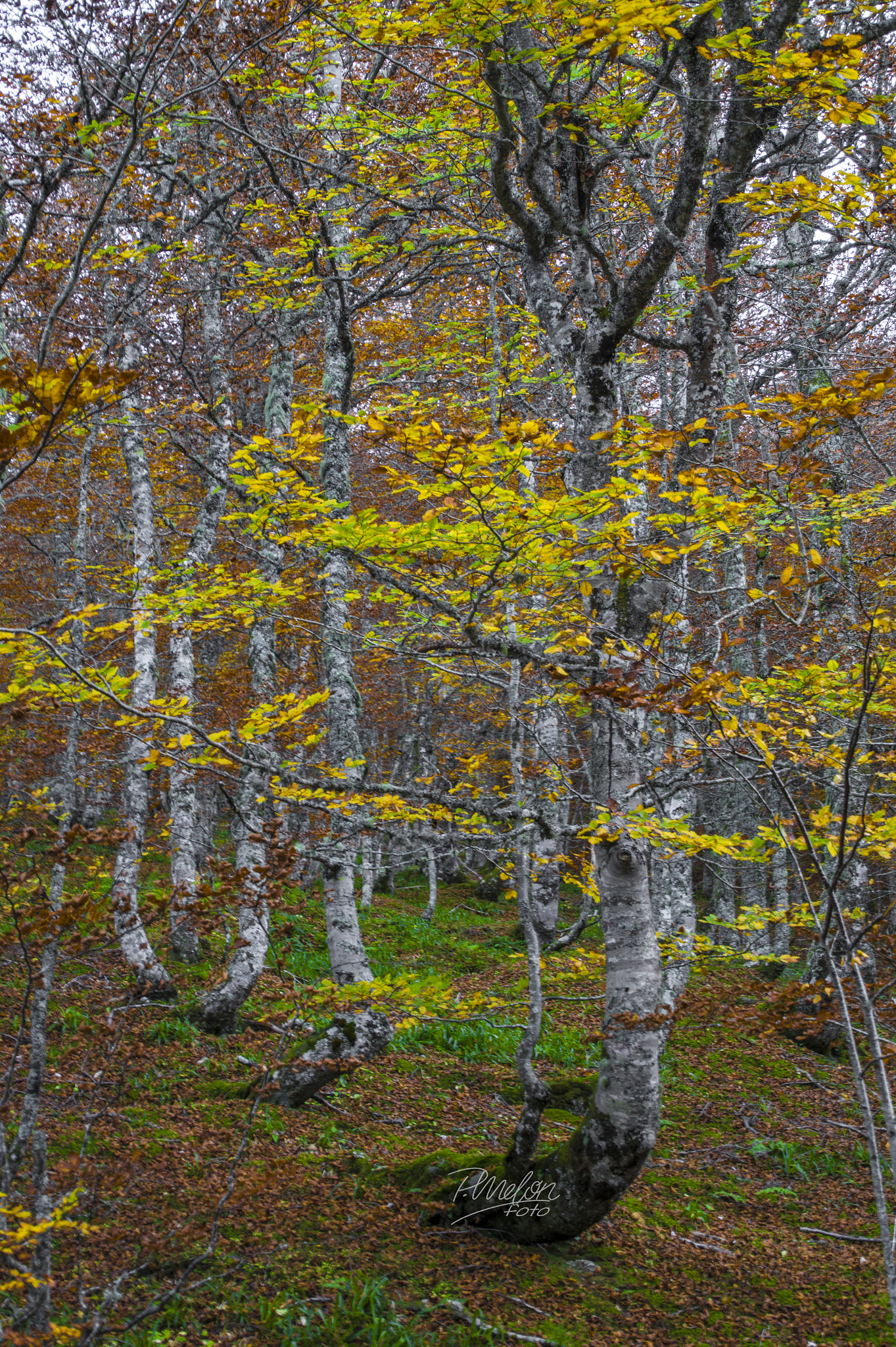 Tamron 16-300mm F3.5-6.3 Di II VC PZD Macro sample photo. Otoño en el puerto ventana - asturias photography