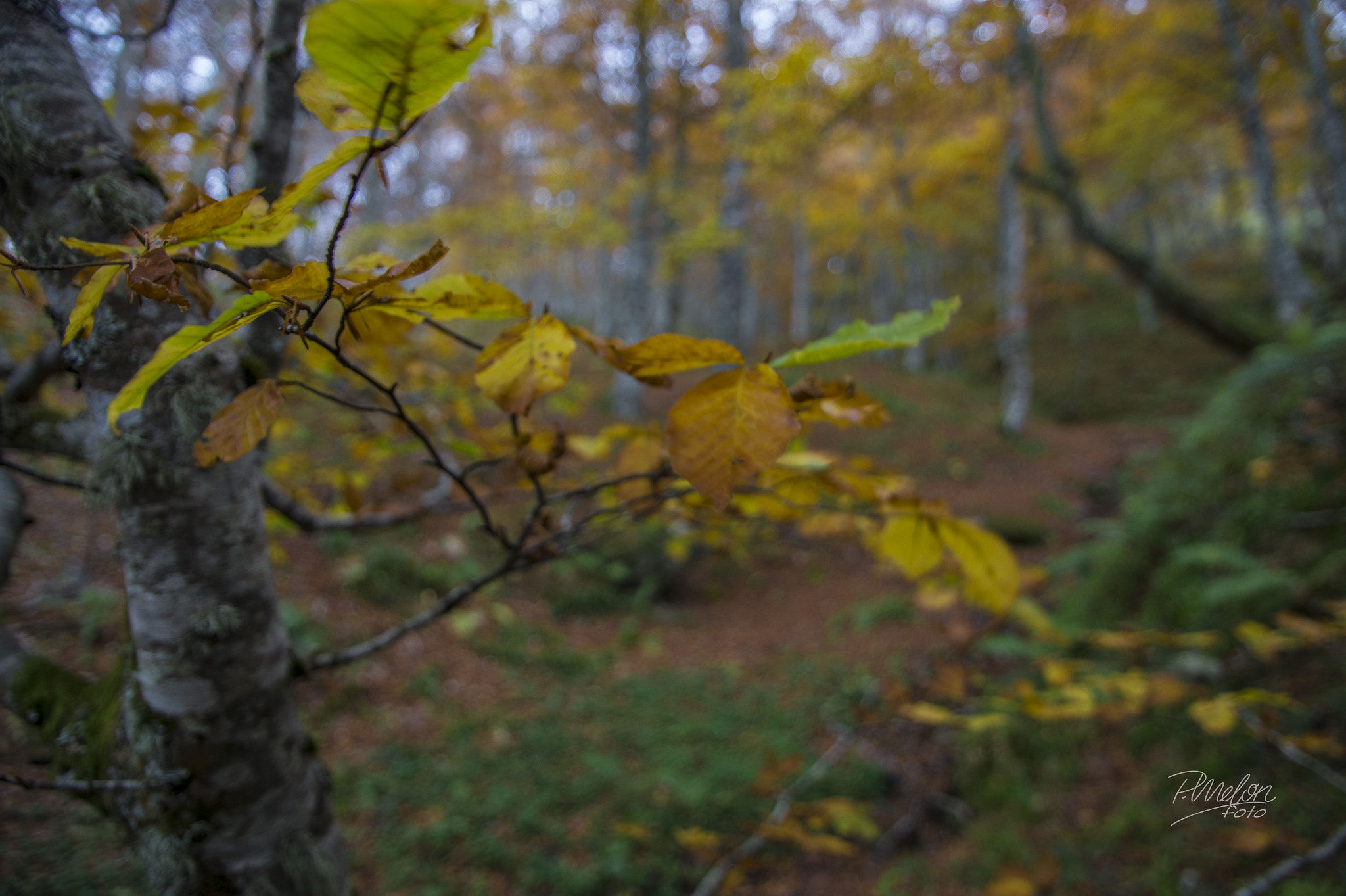 Tamron 16-300mm F3.5-6.3 Di II VC PZD Macro sample photo. Otoño en el puerto ventana - asturias photography