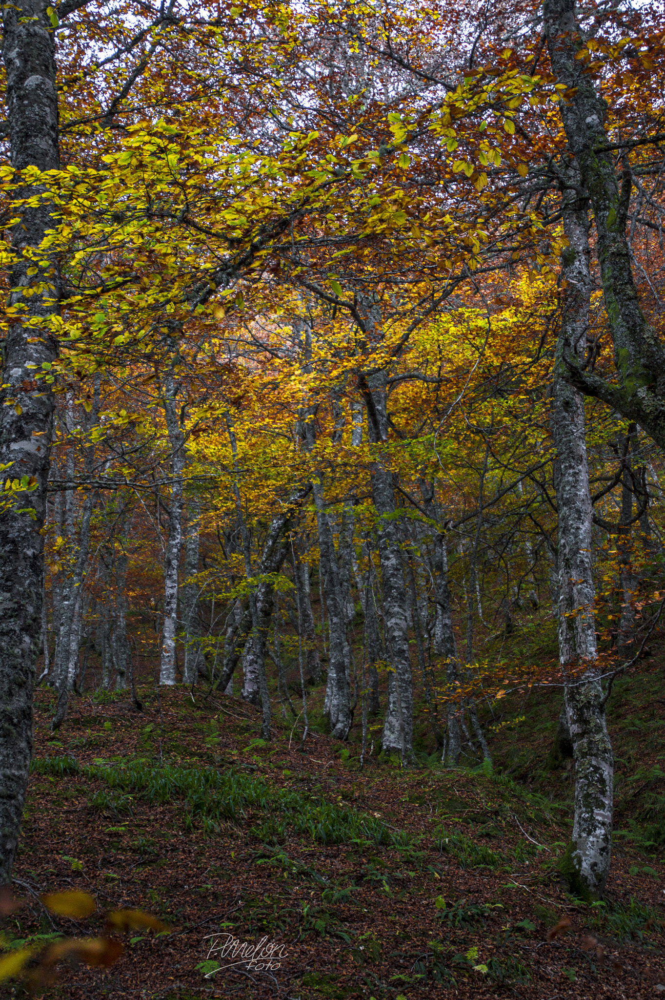 Sony SLT-A58 + Tamron 16-300mm F3.5-6.3 Di II VC PZD Macro sample photo. Otoño en el puerto ventana - asturias photography