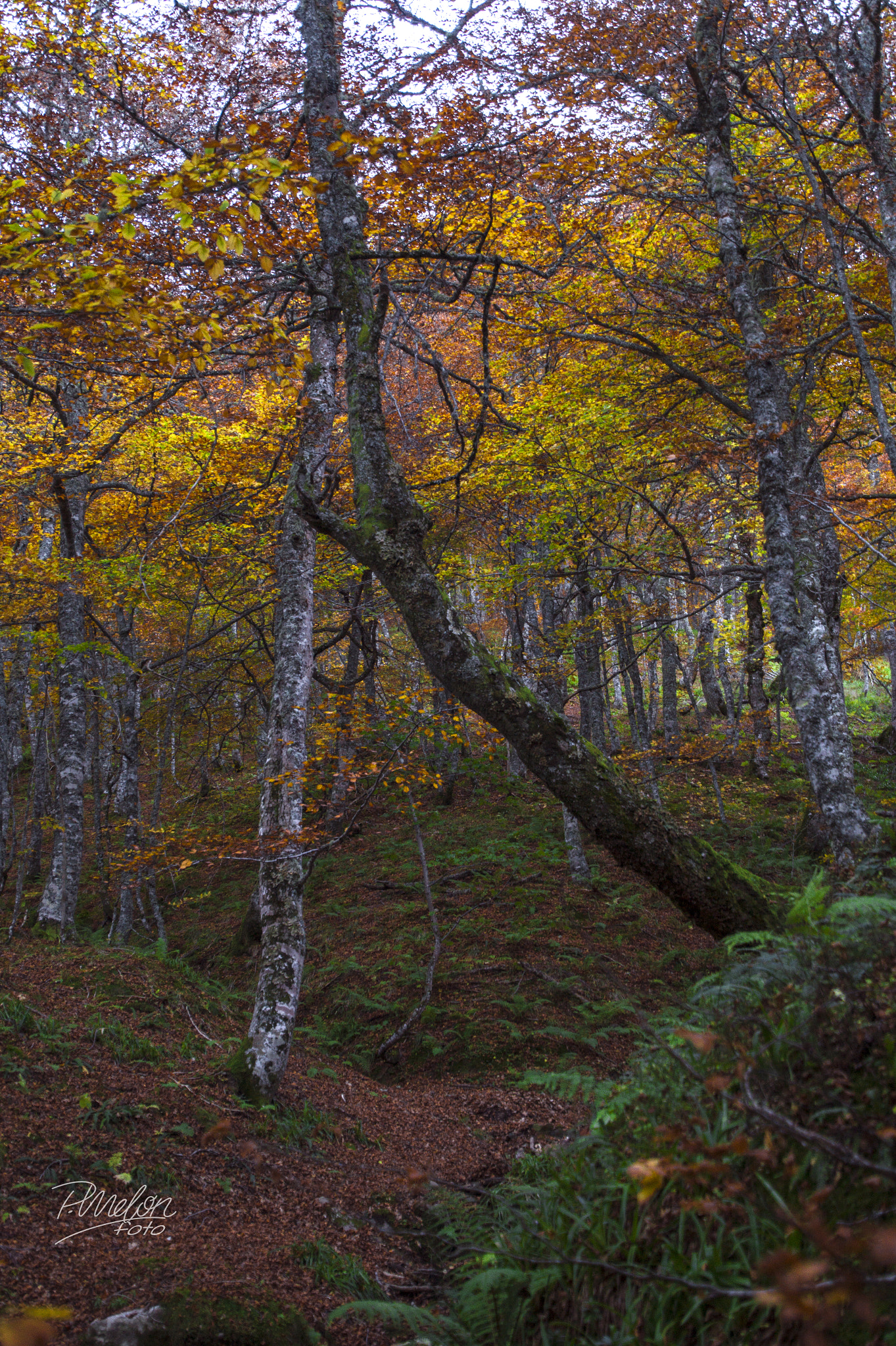 Sony SLT-A58 + Tamron 16-300mm F3.5-6.3 Di II VC PZD Macro sample photo. Otoño en el puerto ventana - asturias photography