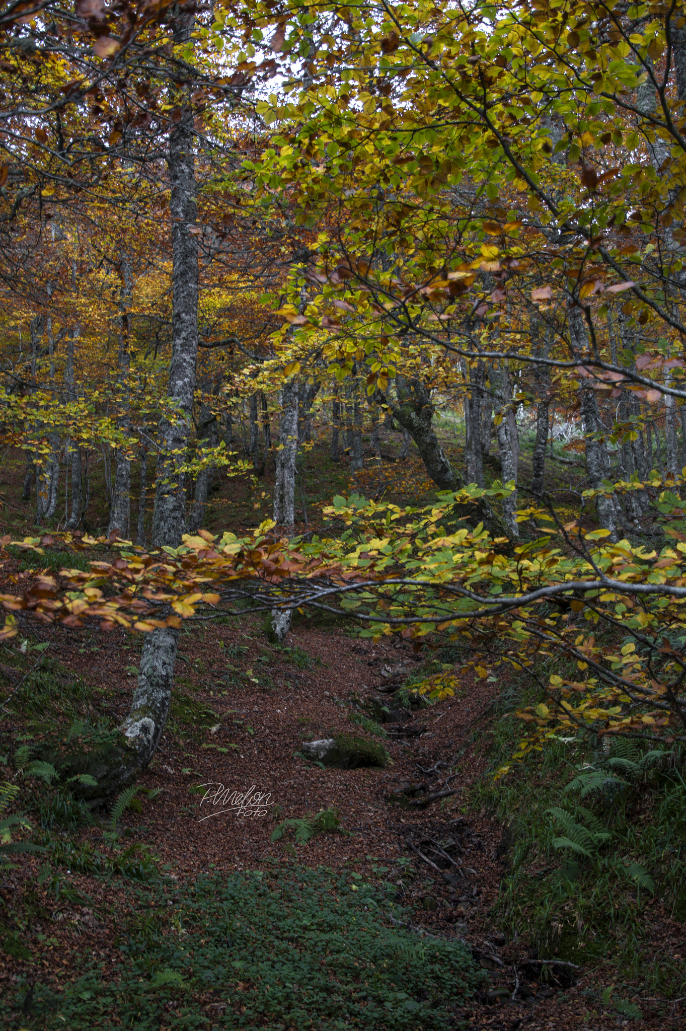 Sony SLT-A58 + Tamron 16-300mm F3.5-6.3 Di II VC PZD Macro sample photo. Otoño en el puerto ventana - asturias photography