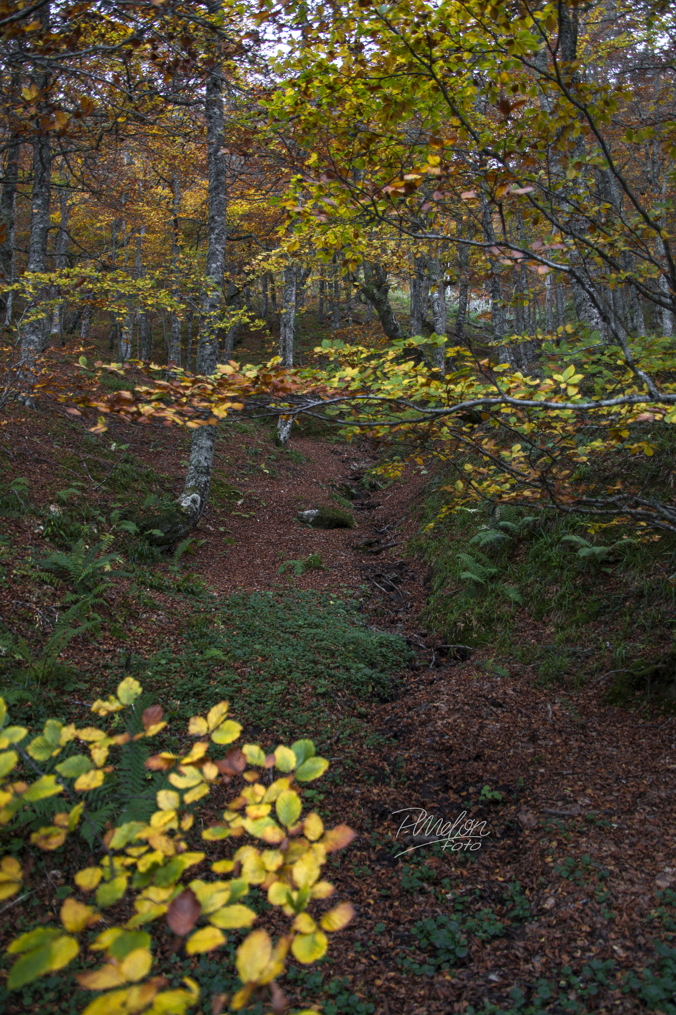 Tamron 16-300mm F3.5-6.3 Di II VC PZD Macro sample photo. Otoño en el puerto ventana - asturias photography