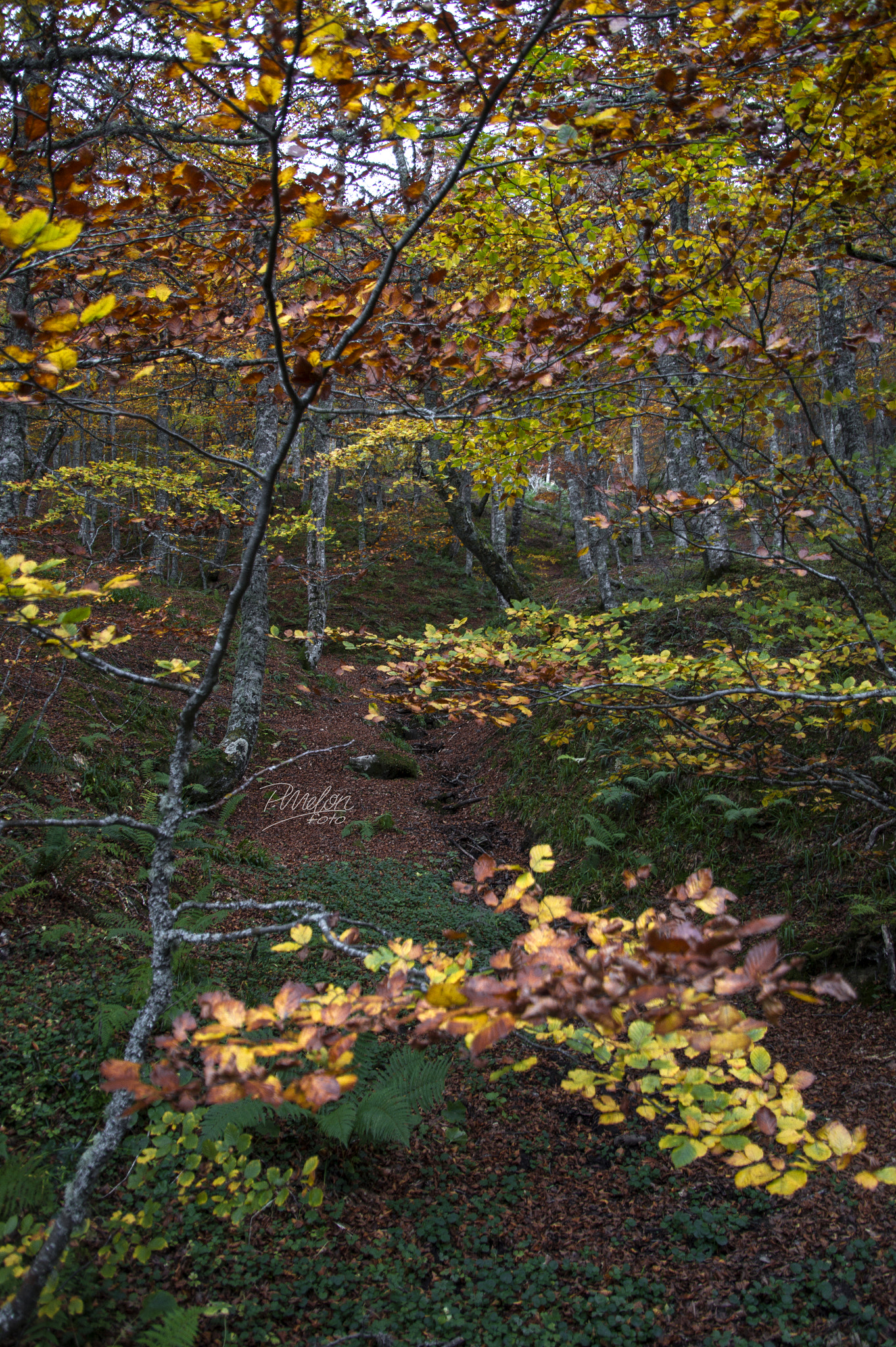 Sony SLT-A58 + Tamron 16-300mm F3.5-6.3 Di II VC PZD Macro sample photo. Otoño en el puerto ventana - asturias photography