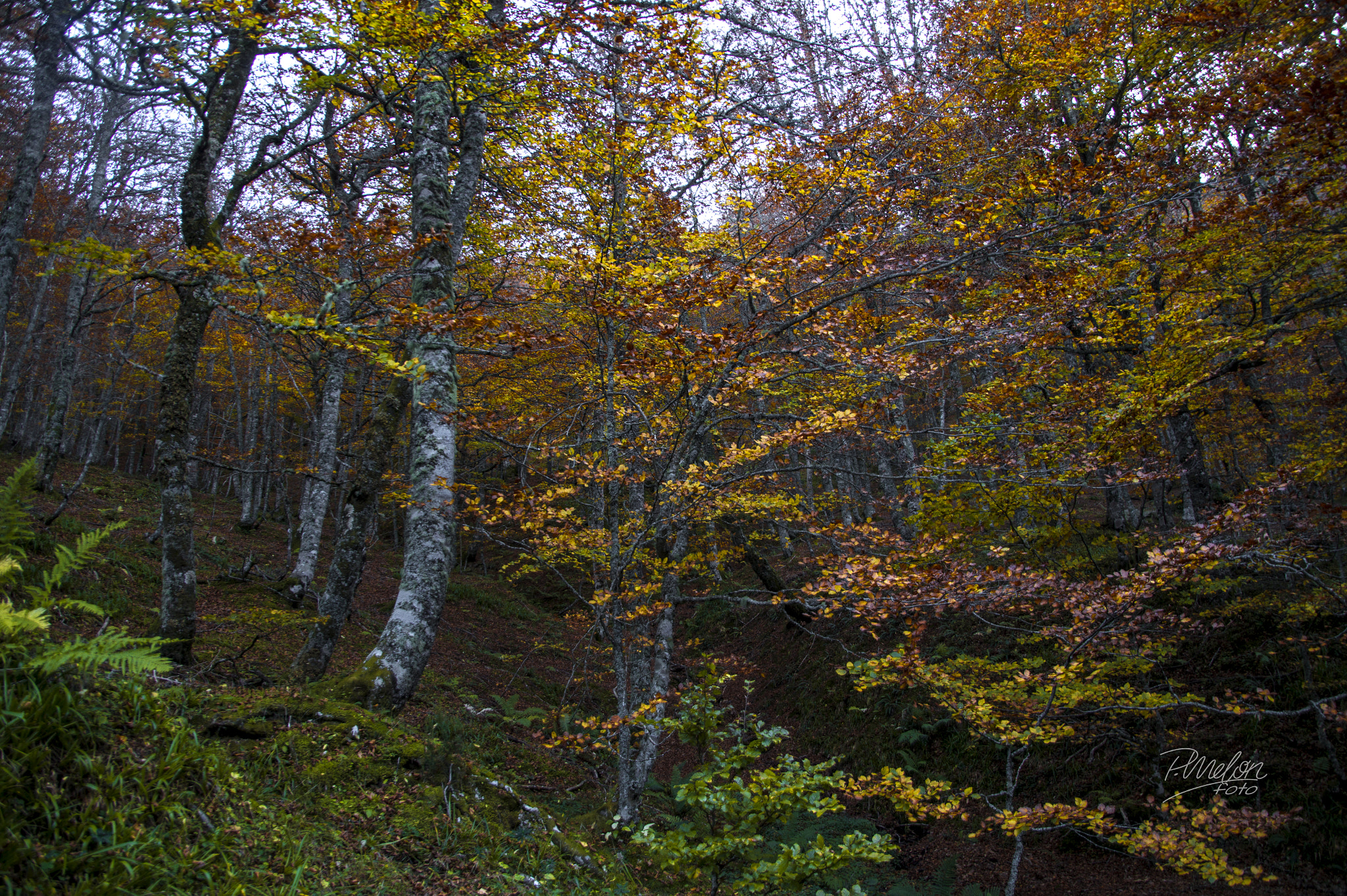 Sony SLT-A58 + Tamron 16-300mm F3.5-6.3 Di II VC PZD Macro sample photo. Otoño en el puerto ventana - asturias photography