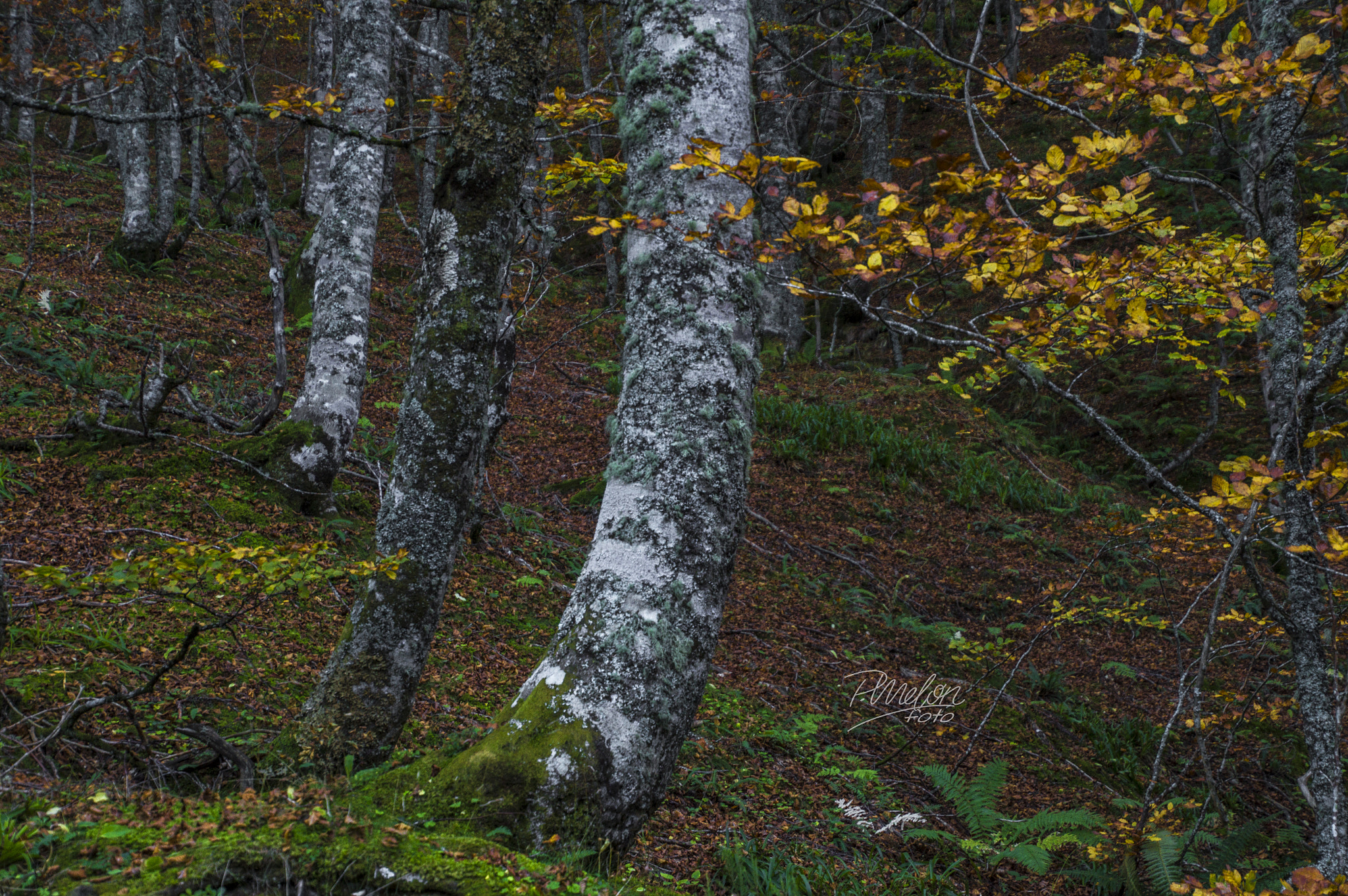 Sony SLT-A58 + Tamron 16-300mm F3.5-6.3 Di II VC PZD Macro sample photo. Otoño en el puerto ventana - asturias photography