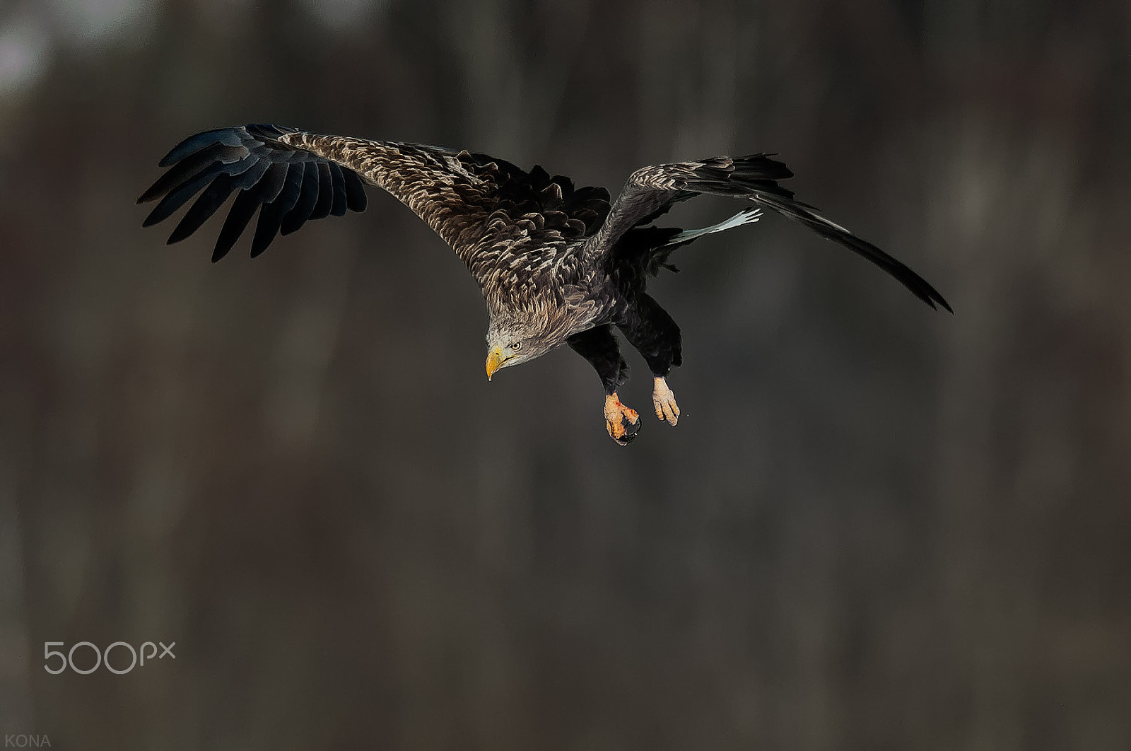 Nikon D3 + Nikon AF-S Nikkor 400mm F2.8G ED VR II sample photo. Ojiro    30106765873. photography