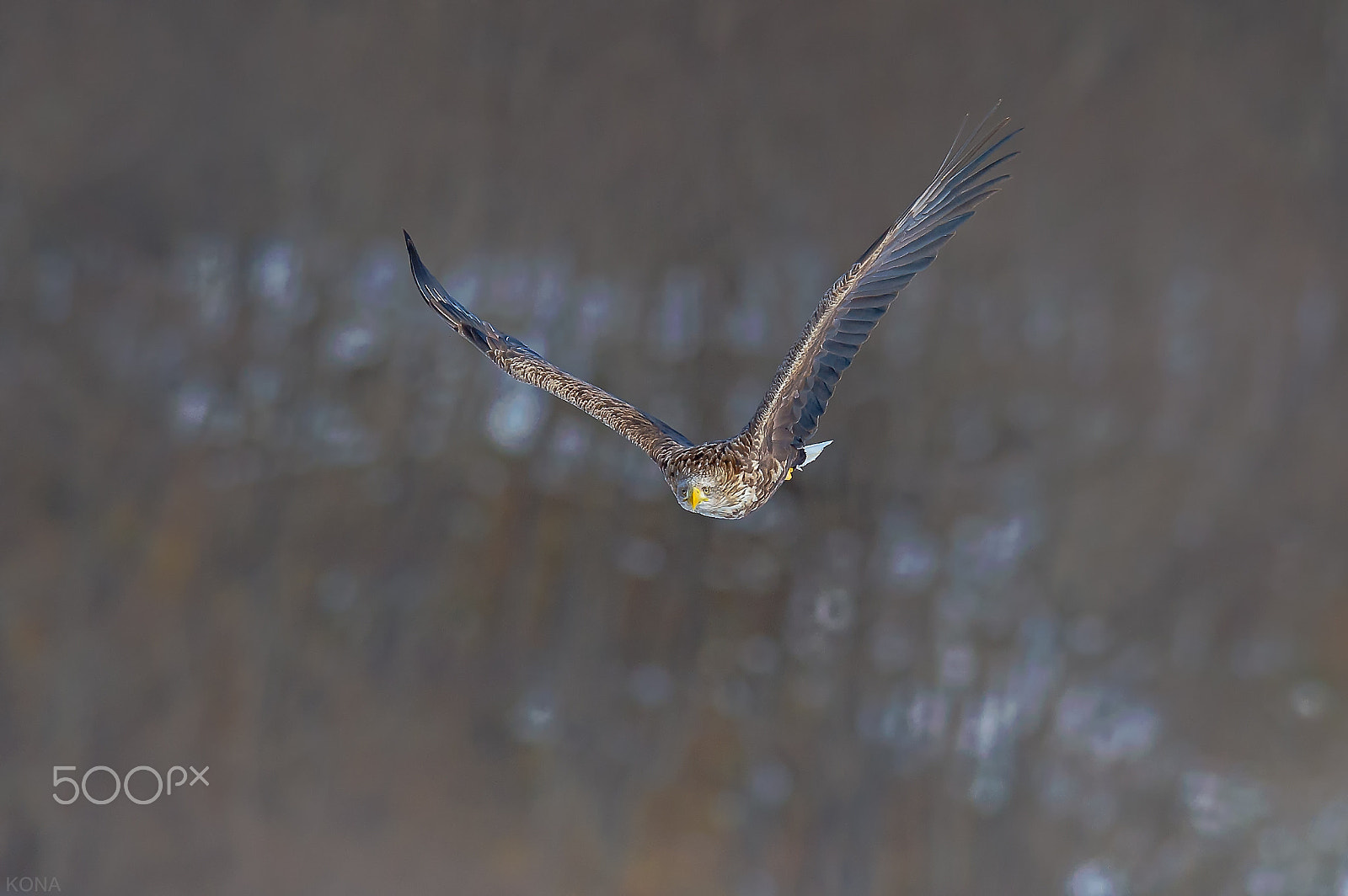 Nikon D3 + Nikon AF-S Nikkor 400mm F2.8G ED VR II sample photo. Ojiro    30625440012. photography