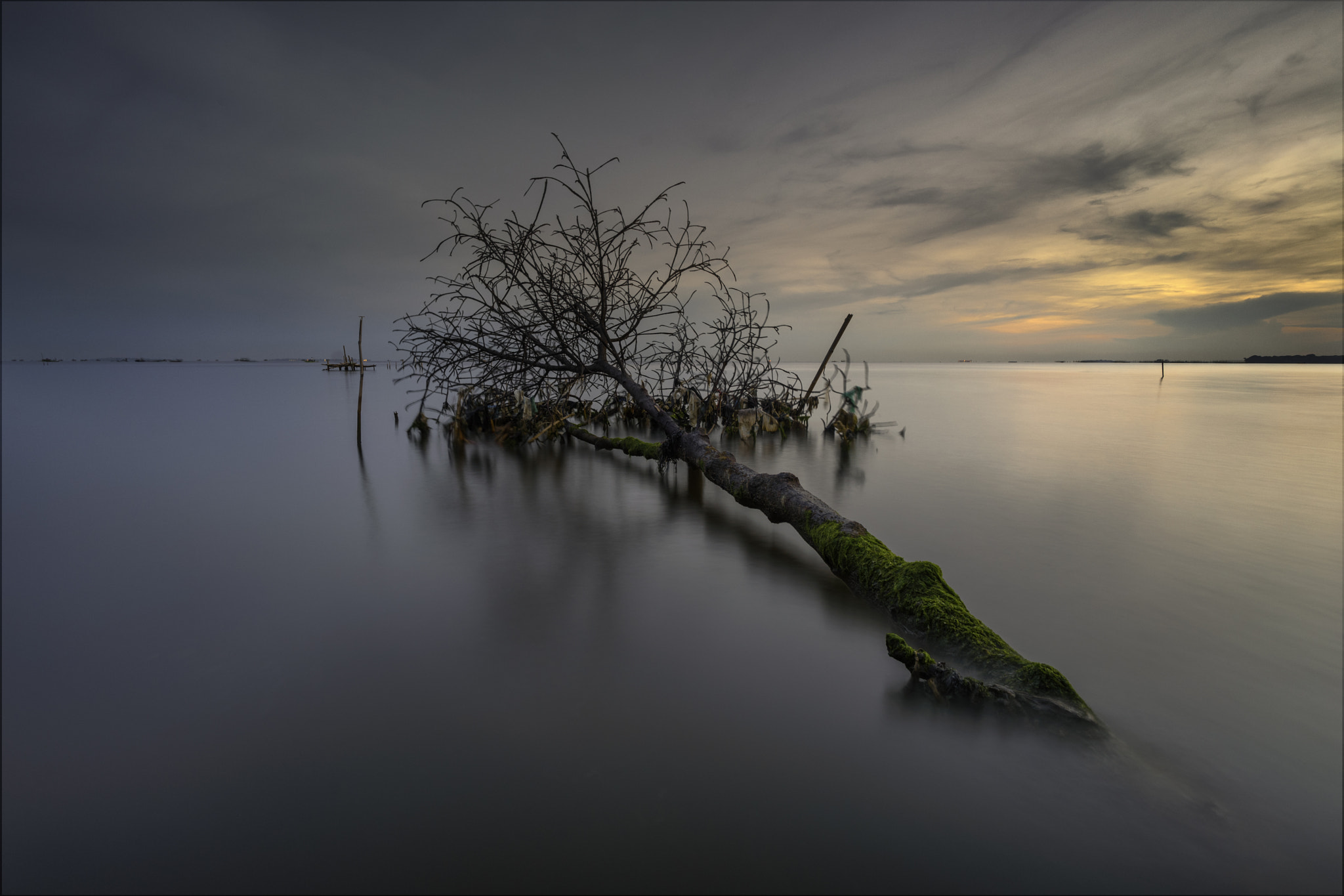 Sony a7 II + Voigtlander SUPER WIDE-HELIAR 15mm F4.5 III sample photo. Tree teluknaga photography