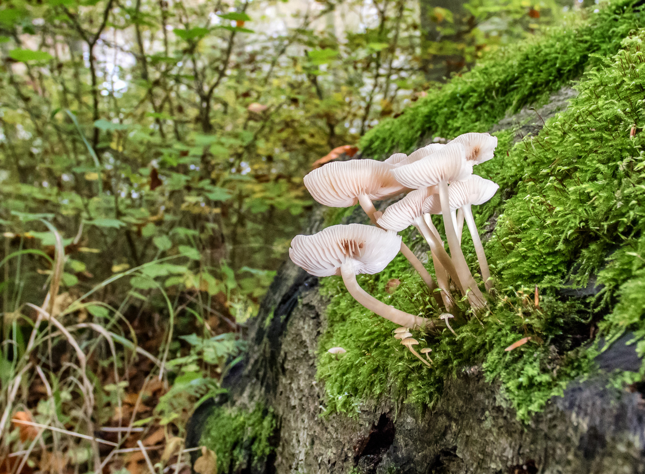 Tokina AT-X Pro 12-24mm F4 (IF) DX sample photo. A family of mushrooms photography