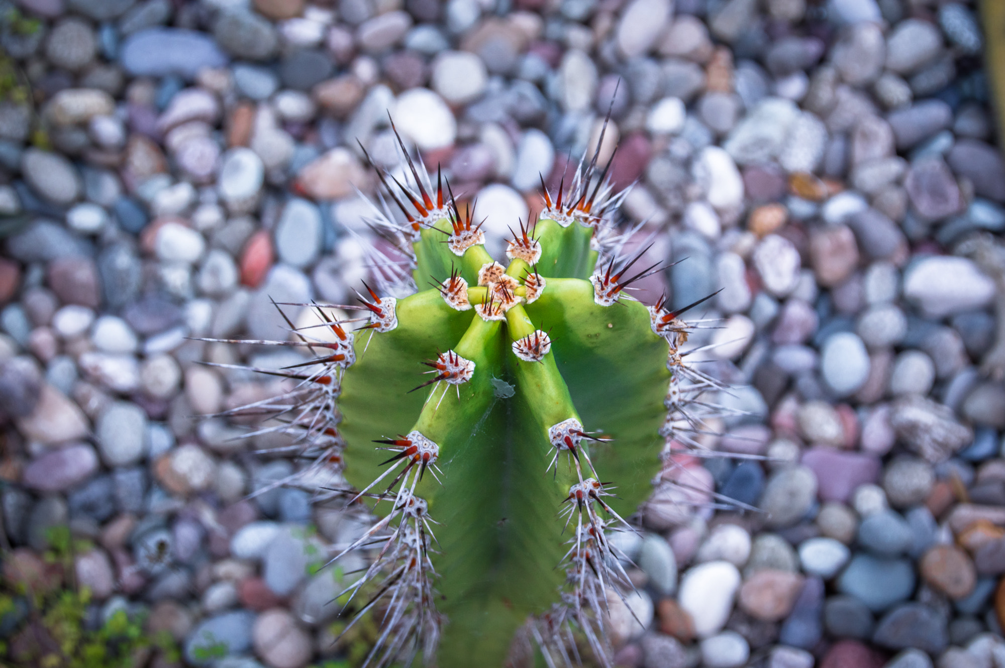 Nikon D3200 sample photo. Cactard photography