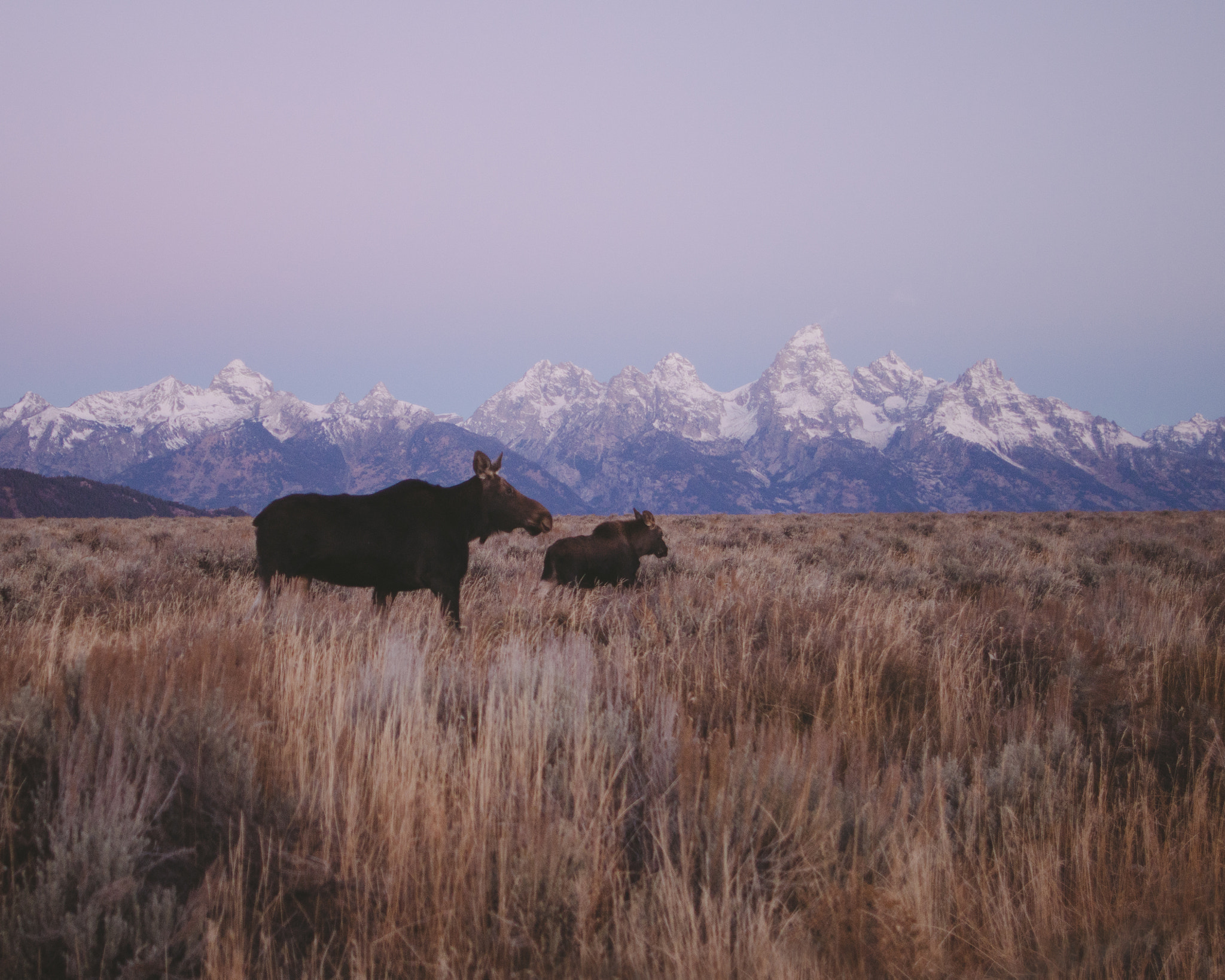 Canon EOS 5DS sample photo. Morning in the tetons photography