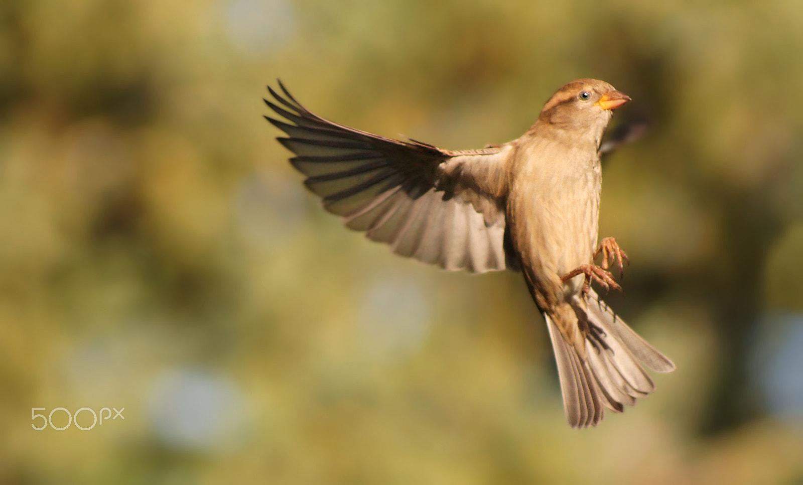 Sony 75-300mm F4.5-5.6 sample photo. Autumn sparrow photography