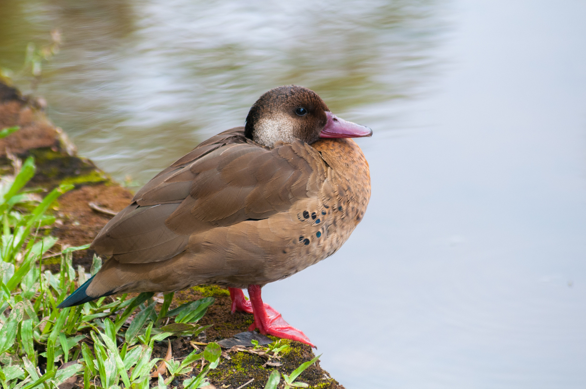 Nikon D300 sample photo. Duck in jardin botánico de são paulo photography