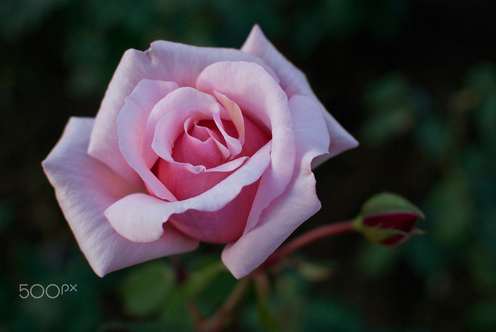 Nikon 1 J2 + Nikon 1 Nikkor 18.5mm F1.8 sample photo. November rose photography