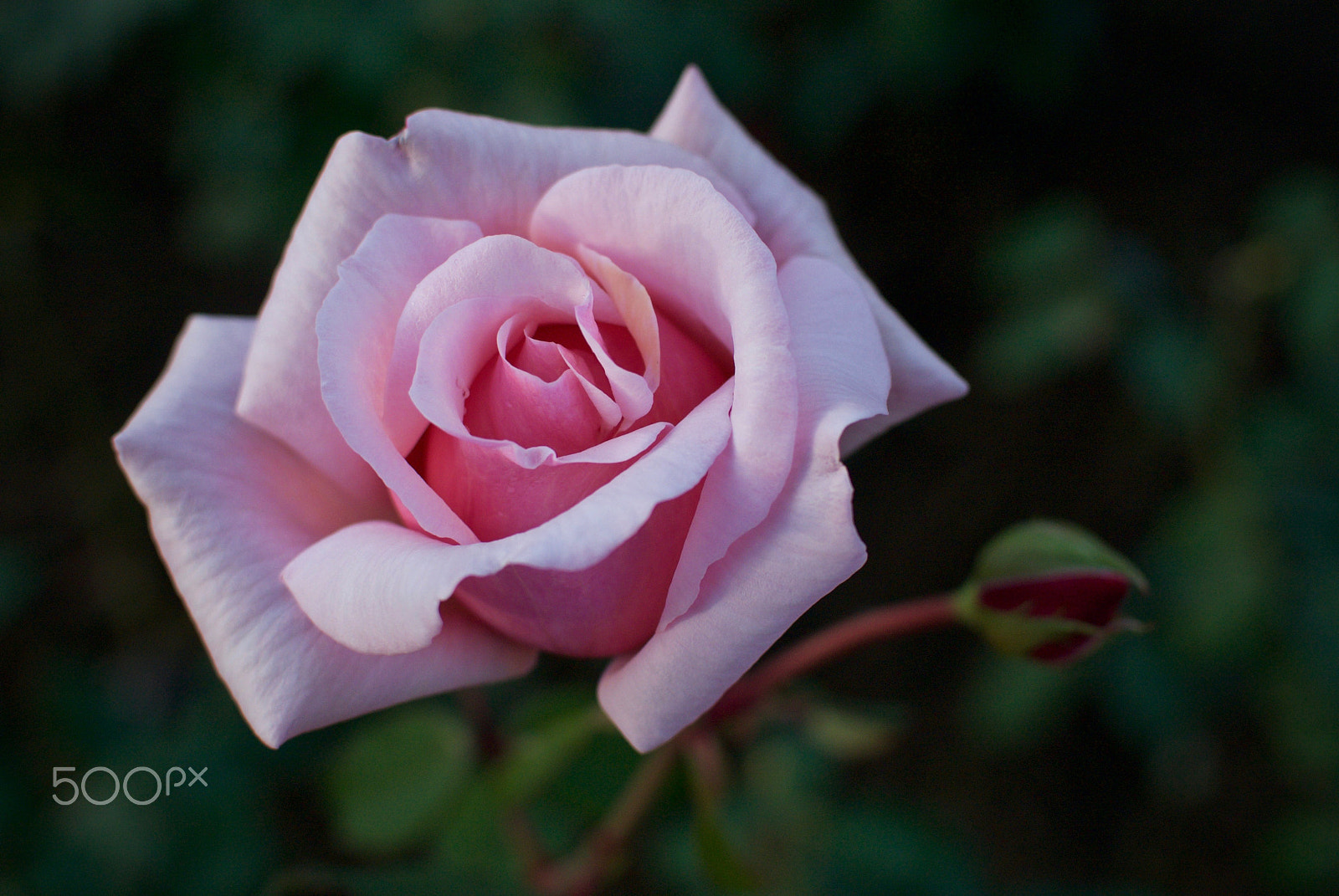 Nikon 1 J2 sample photo. November rose photography