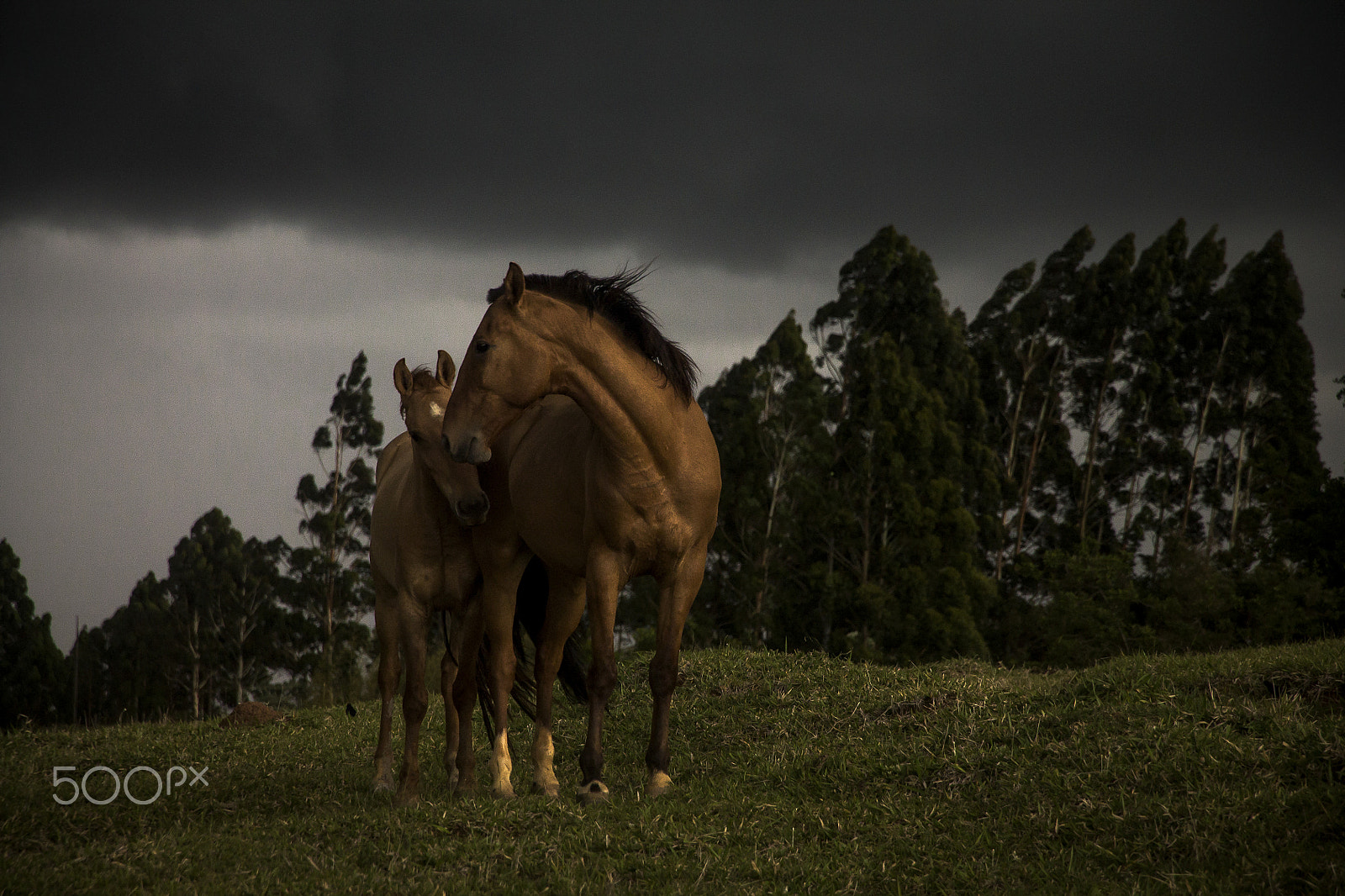 Canon EOS 1100D (EOS Rebel T3 / EOS Kiss X50) sample photo. In the storm photography
